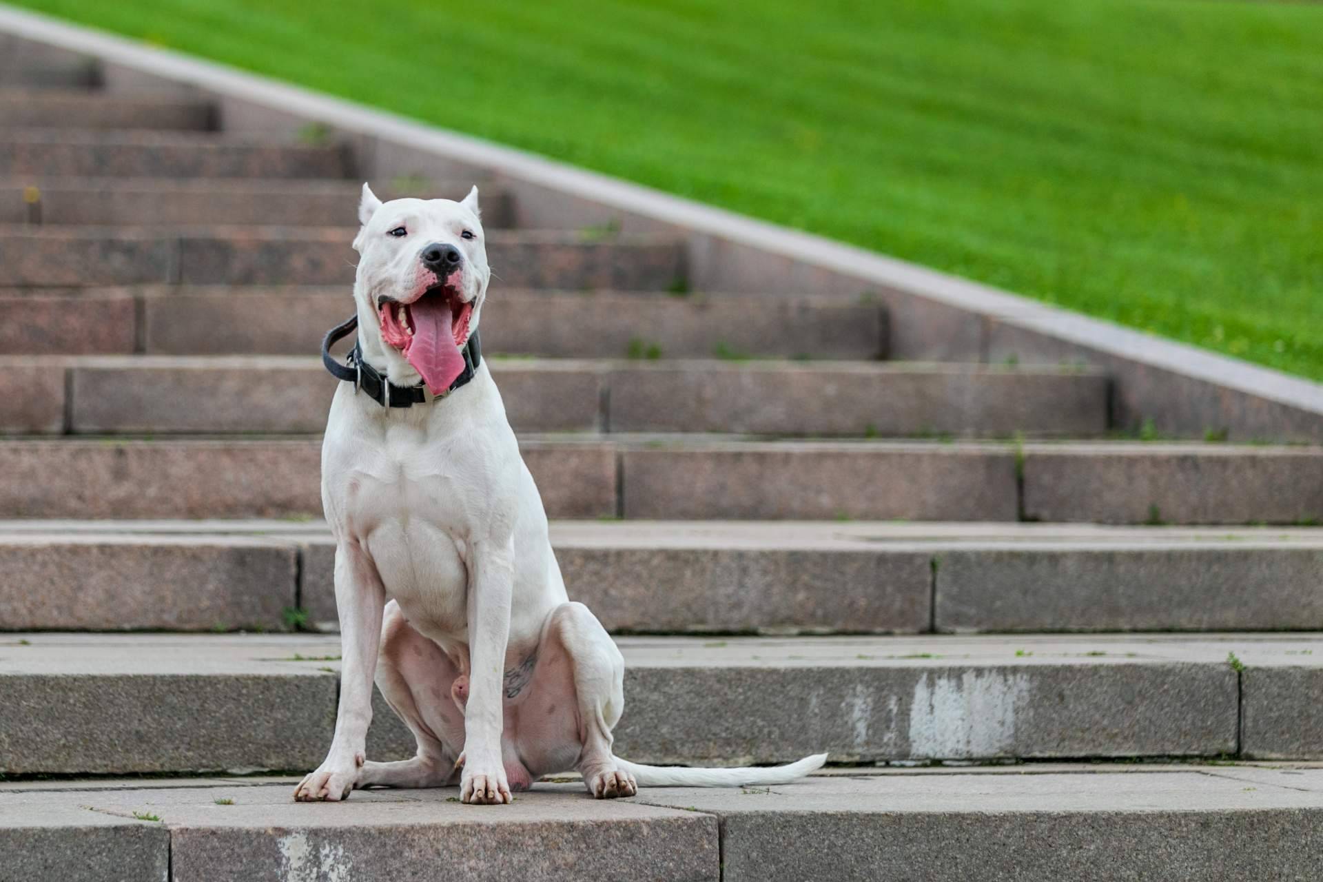 La evaluación psicofísica es obligatoria para tener perros potencialmente peligrosos