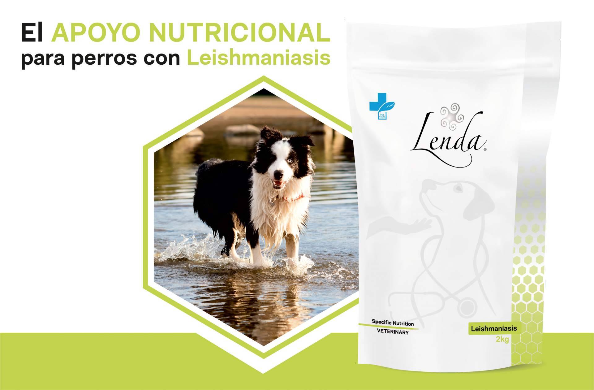 Cuáles son los síntomas de la leishmaniasis en perros y de qué manera prevenirla