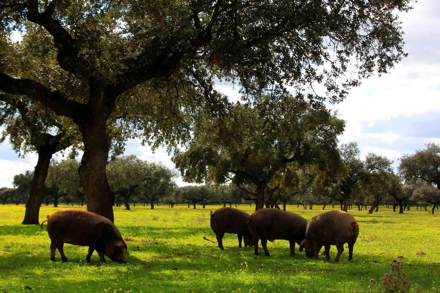 País de Quercus ofrece jamón de bellota de calidad