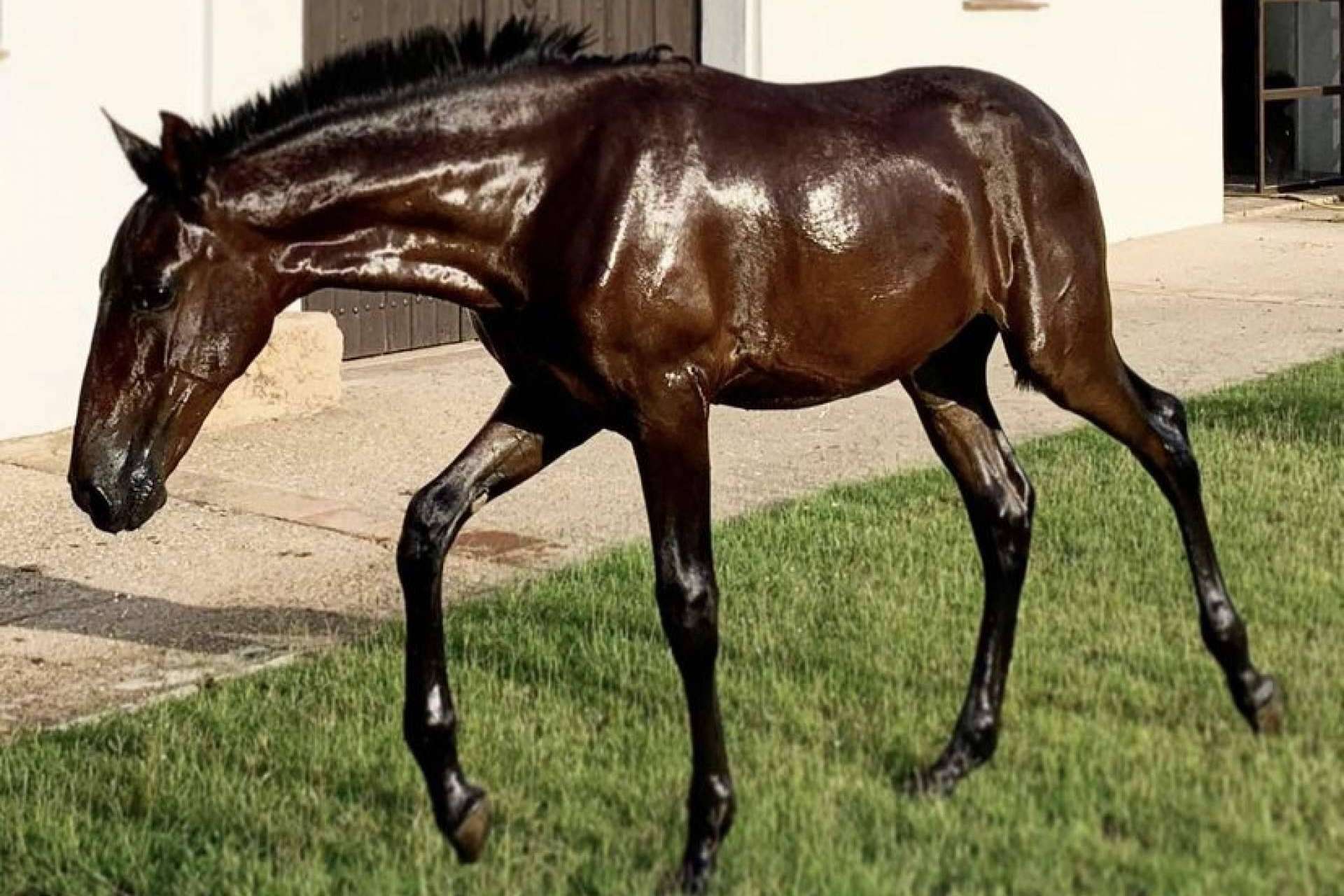 Venta de caballos sementales de pura raza española, de la mano de Yeguada La Pajarita