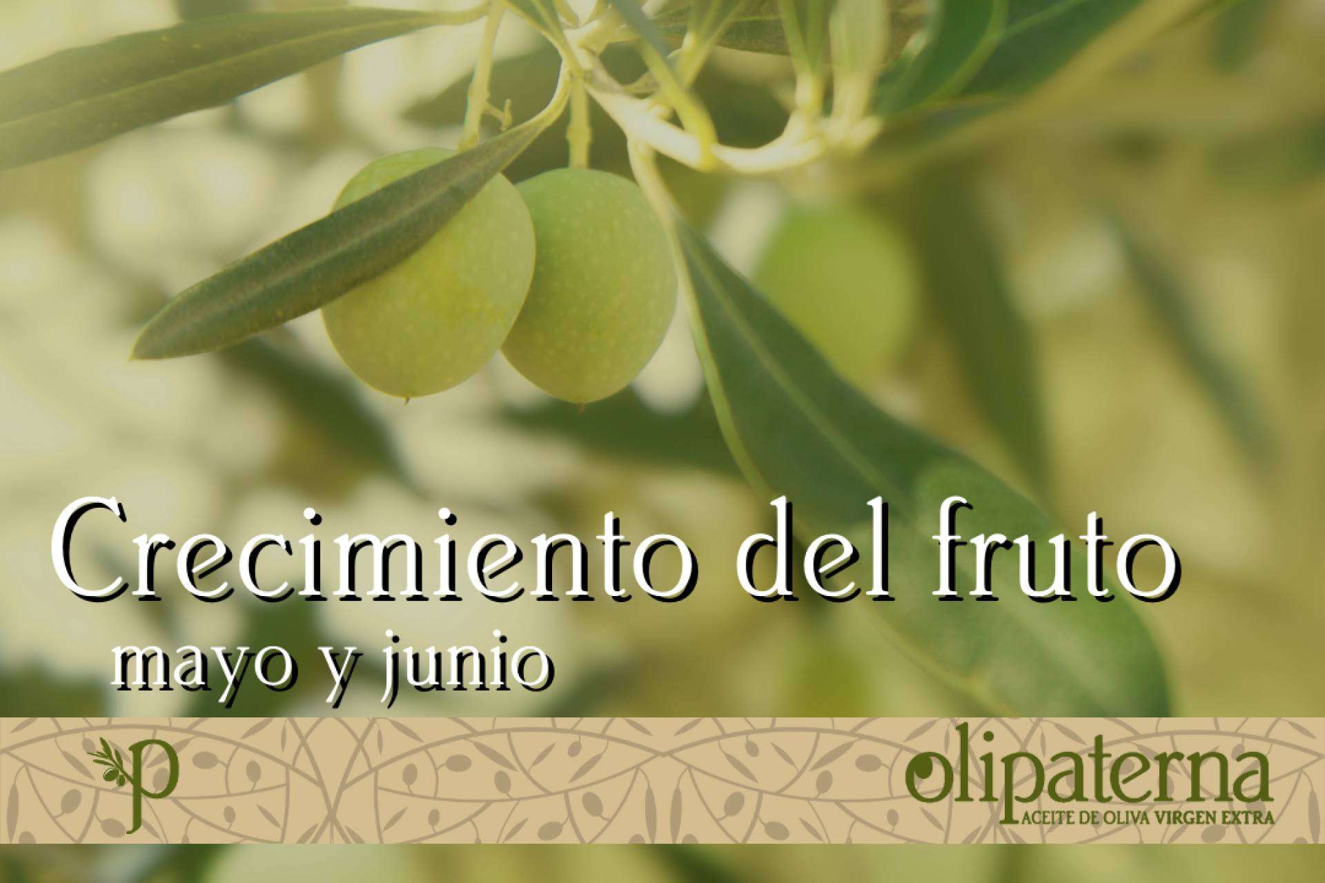 La Feria Internacional Abanca Semana Verde acoge Olipaterna, empresa dedicada a la elaboración y comercialización de AOVE