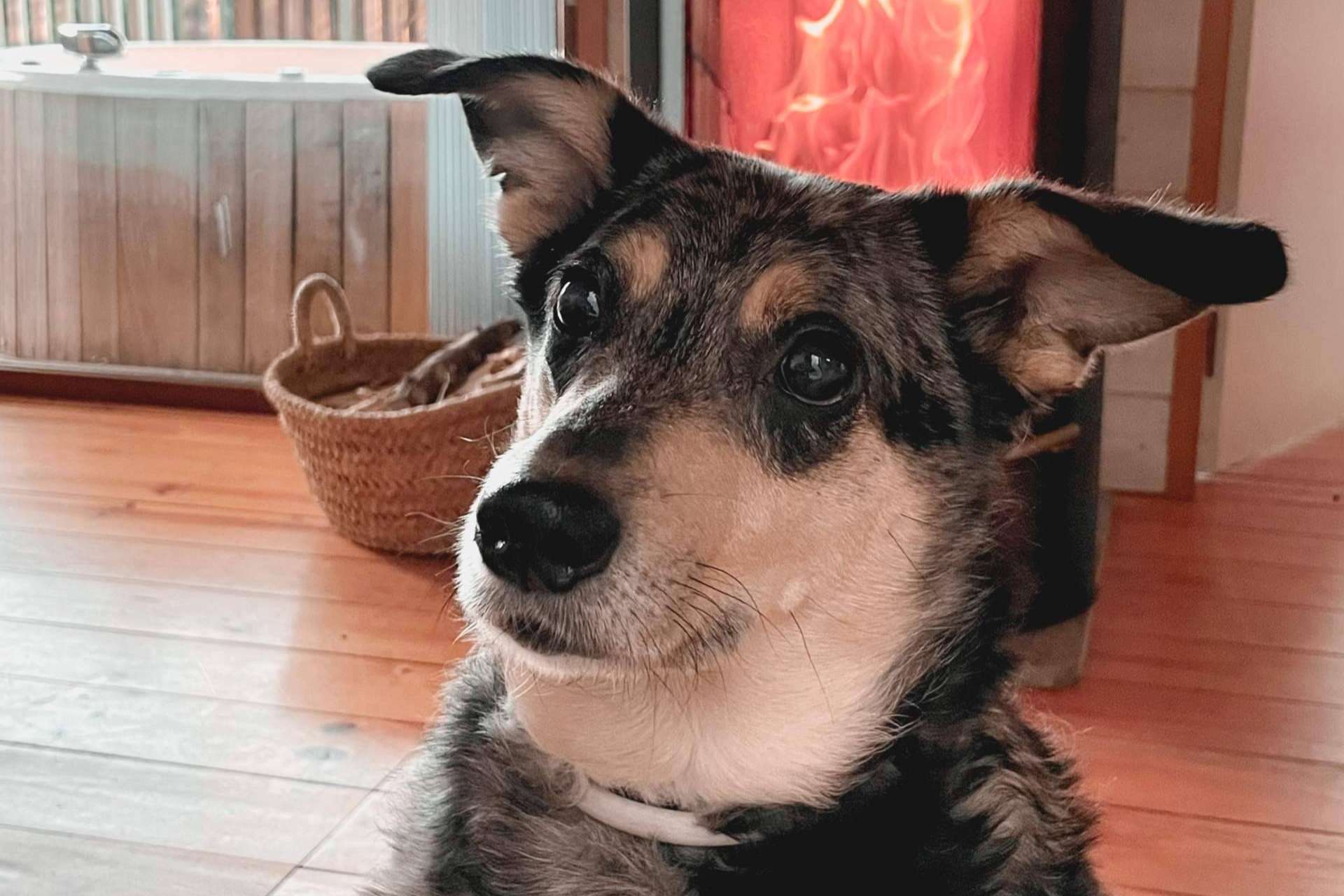 Ulises y Argos ofrece asesoramiento acerca de los perros reactivos