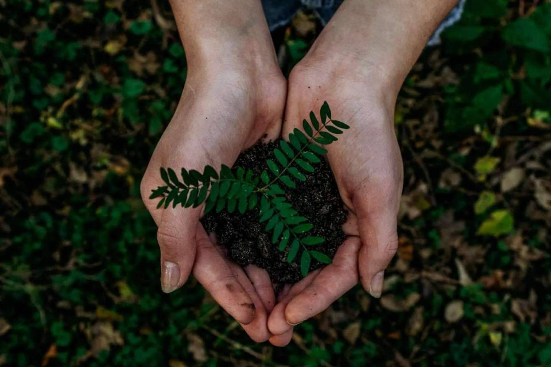 El compromiso con el medioambiente de Lyconet y MyWorld ayuda a mejorar sus opiniones