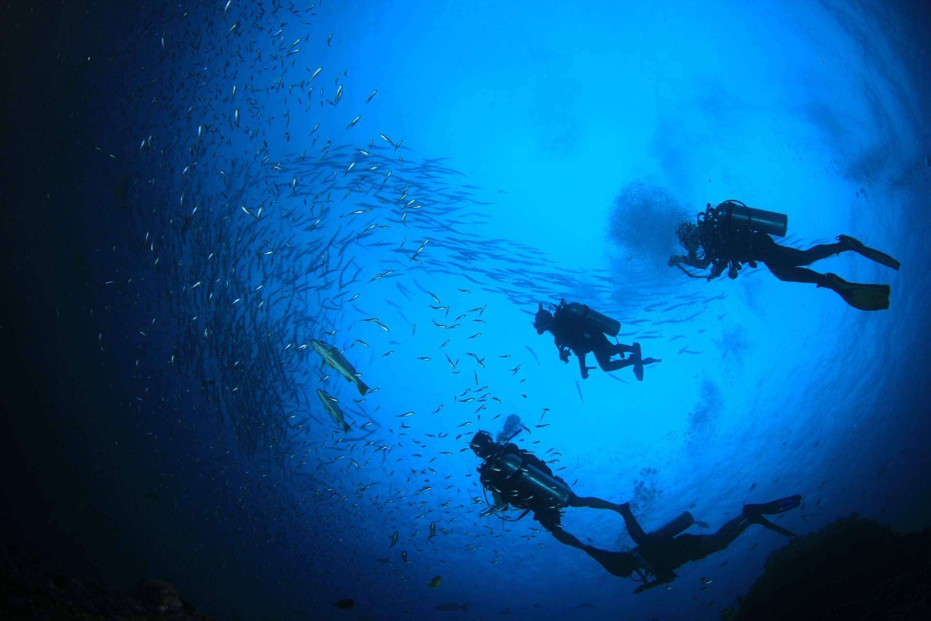 Nitro Koh Tao explica por qué el buceo en Koh Tao se ha convertido en una tendencia