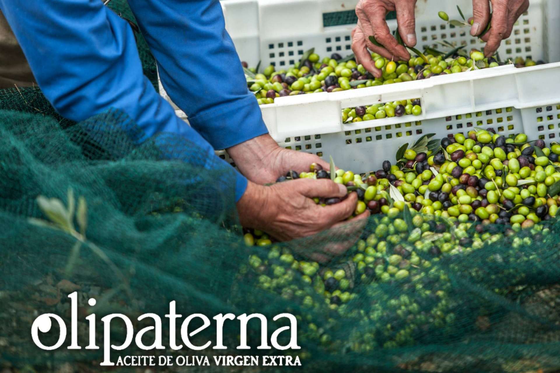 ¿Por qué las recetas saben mejor con el AOVE de Olipaterna?