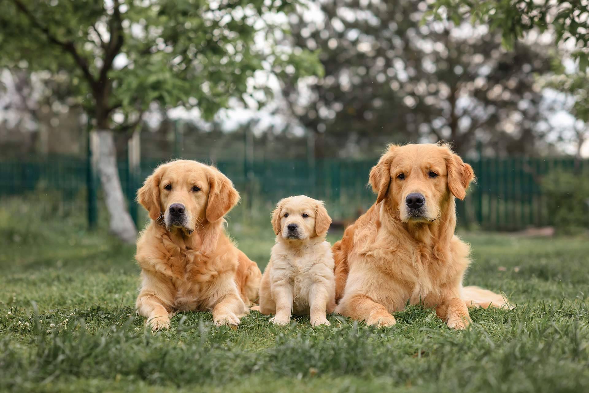 El filtro para encontrar una mascota sana y feliz, con Central del Cachorro