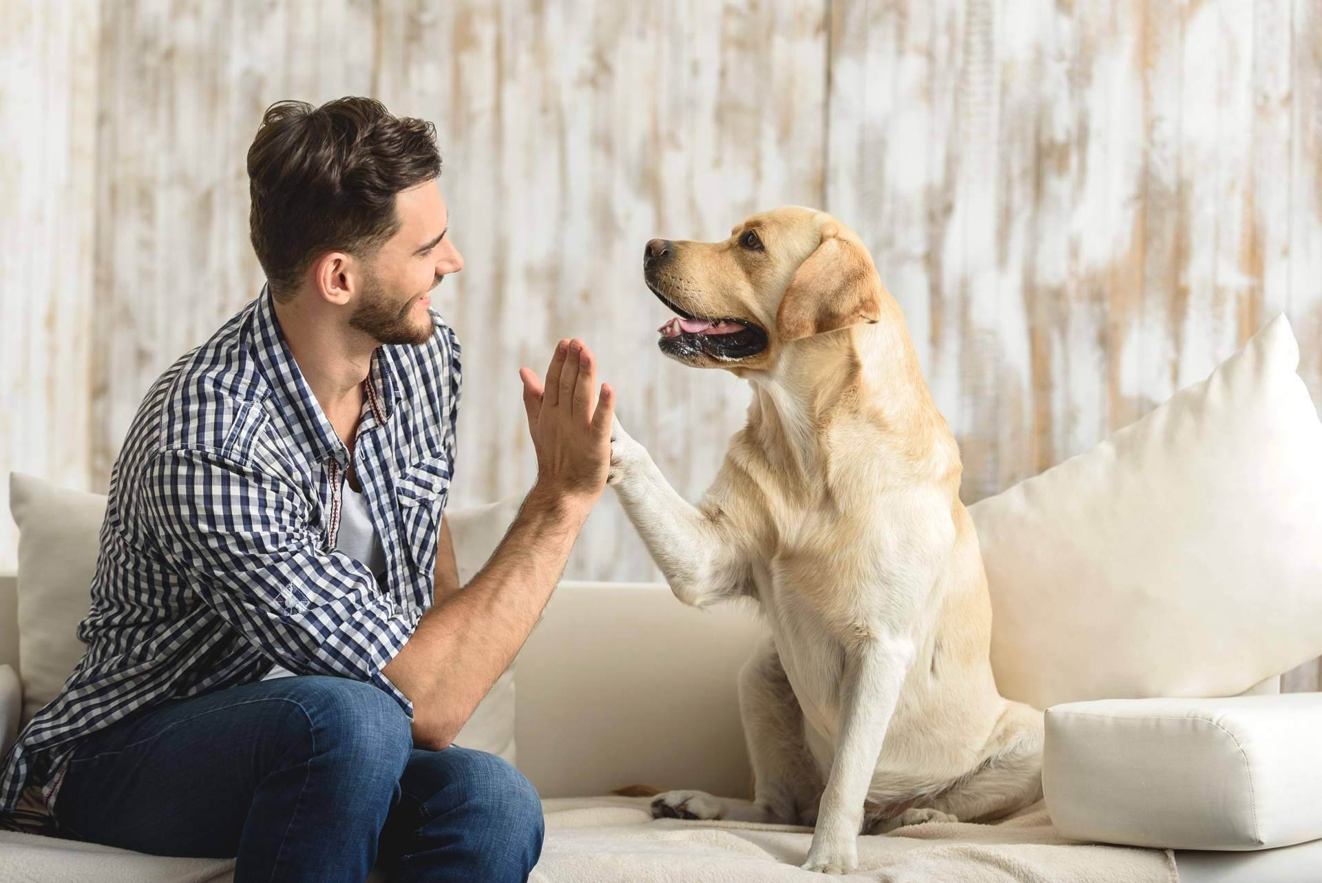 Los gatos y los perros también pueden sufrir estrés posvacacional