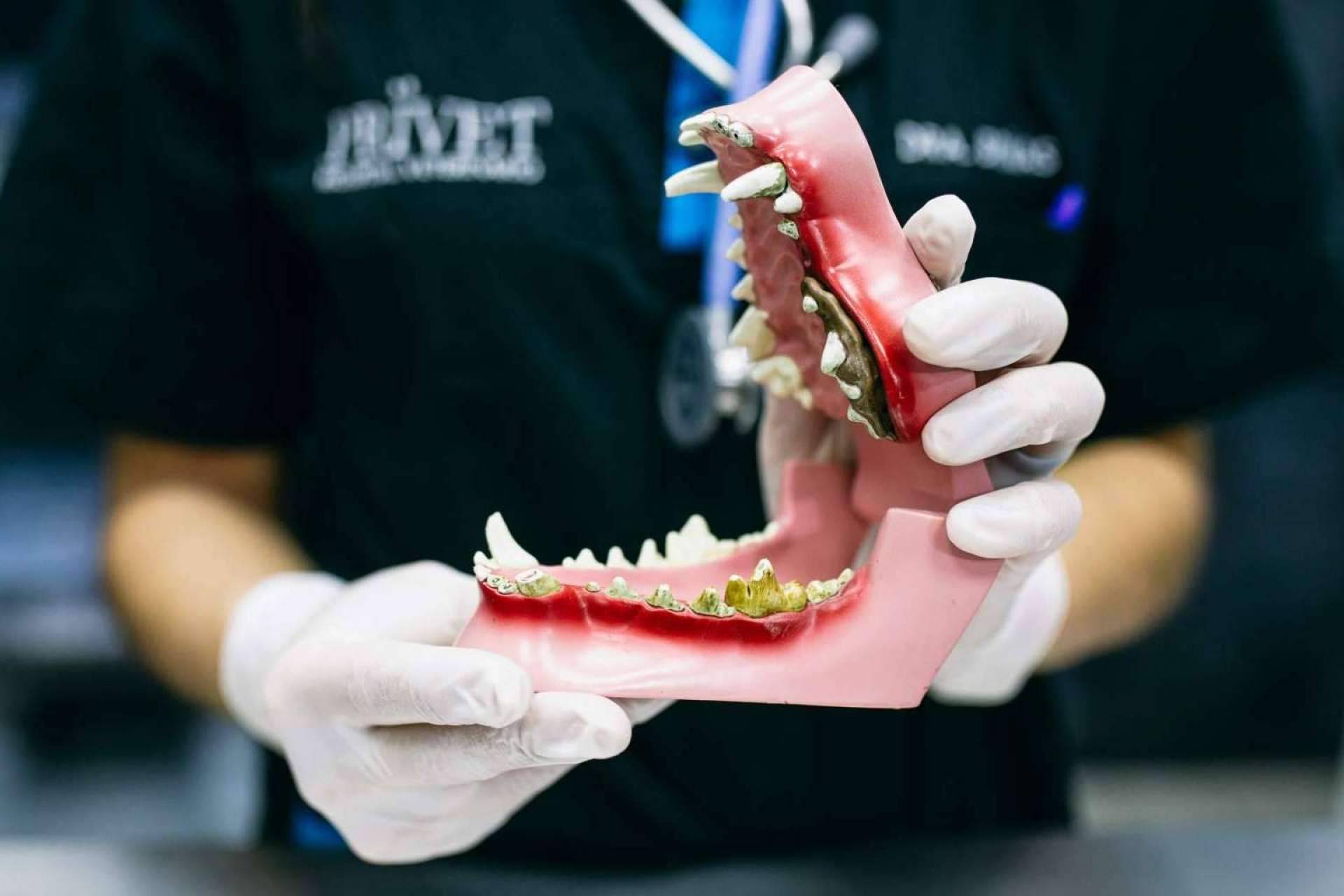 Servicio de limpieza dental para perros, en El Hospital Veterinario El Bosque
