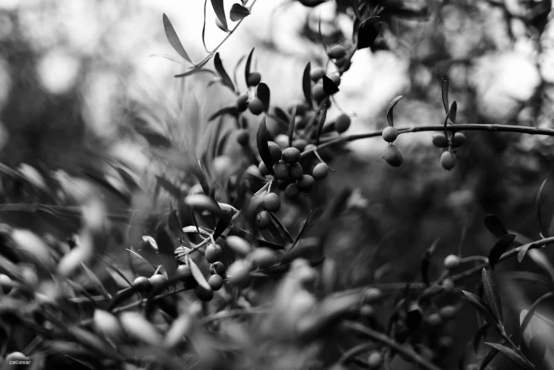 Beneficios del AOVE para la salud, por Aceites La Matilla