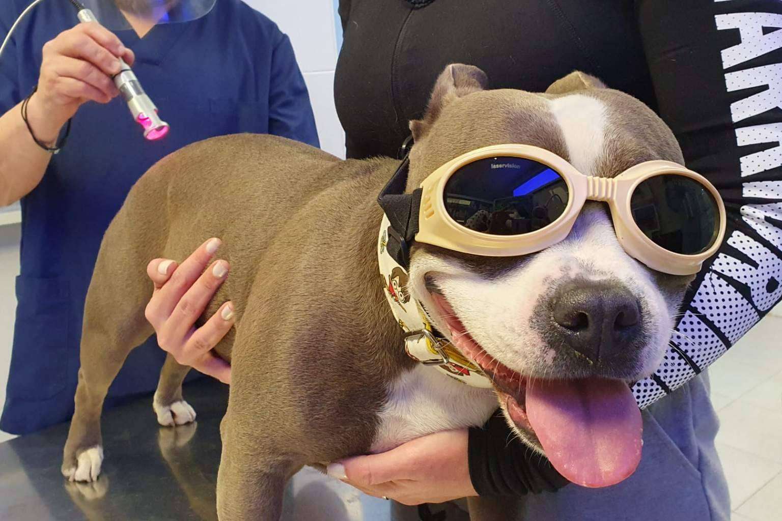 Aplicaciones de la laserterapia en Clínica Veterinaria El Estrecho