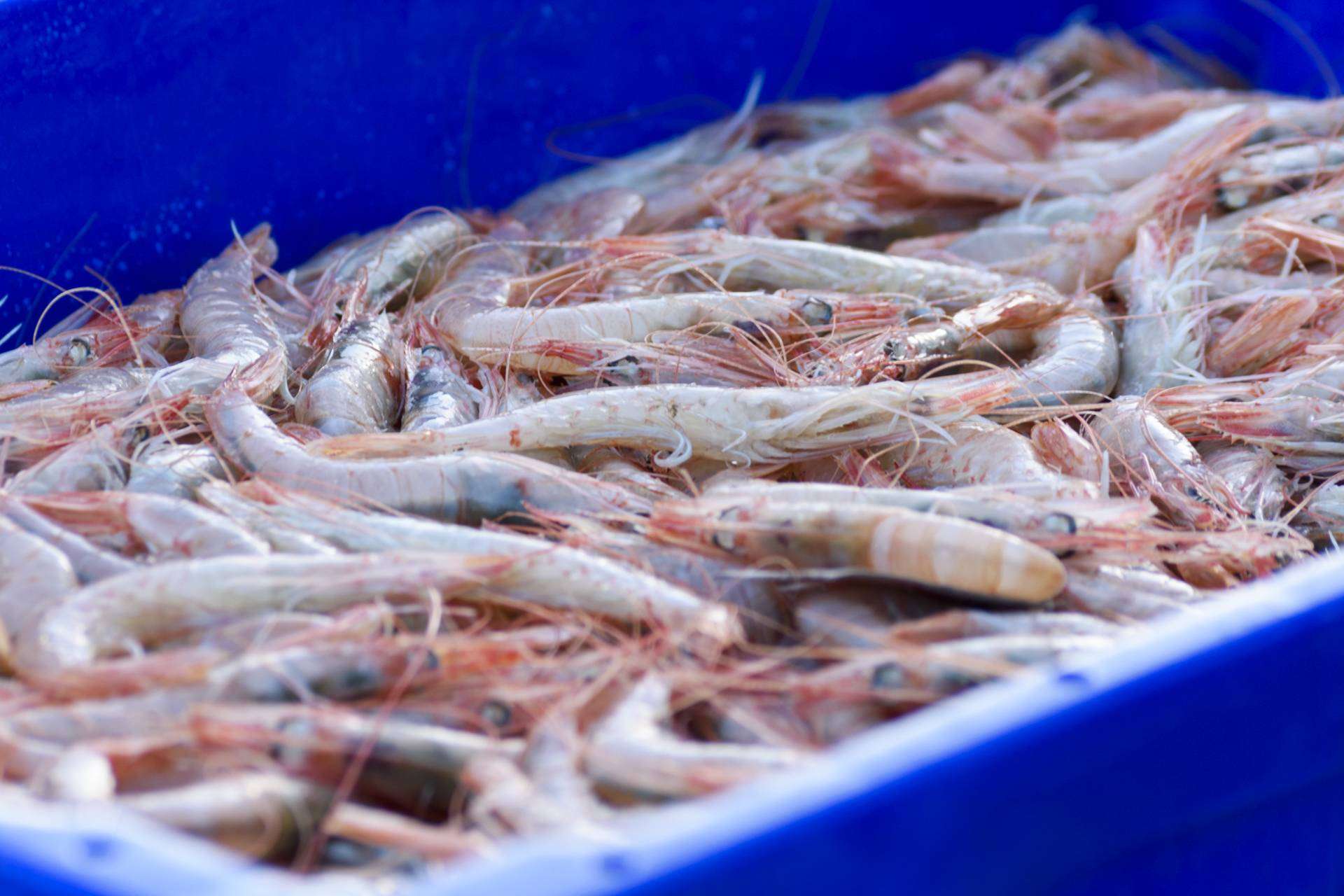 ¿Por qué la empresa Lonja de Ayamonte es tan reconocida en la venta de la Gamba Blanca de Huelva?