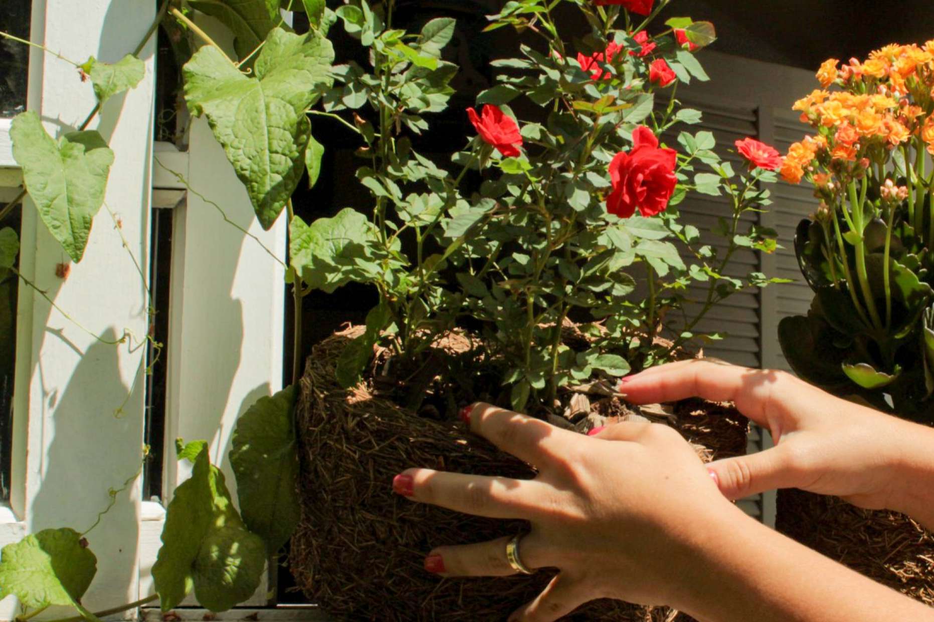 Biosolvit Spain realiza un sorteo de macetas biodegradables para colegios que tengan proyectos eco