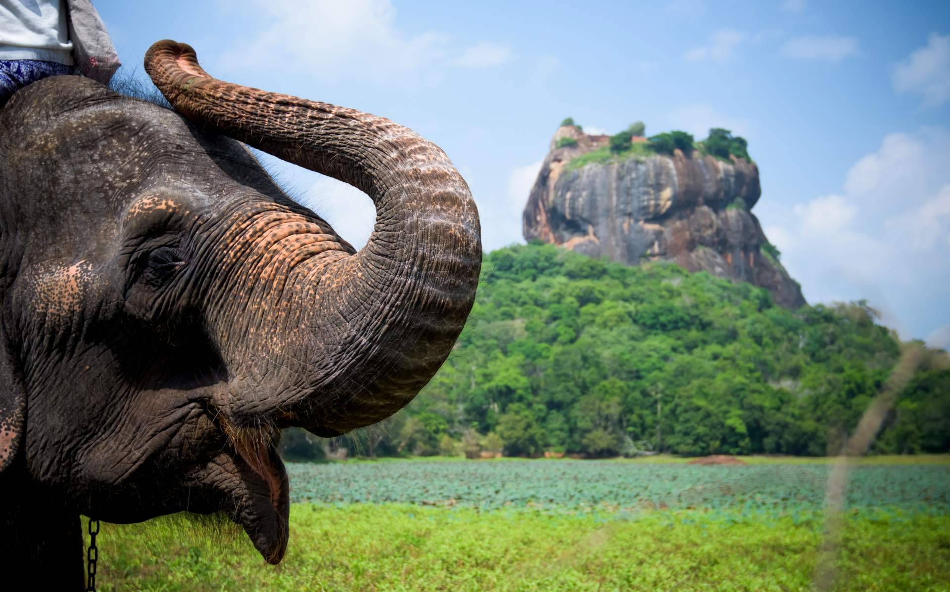 Organización de viajes a medida para los turistas que desean visitar Sri Lanka de la mano de la agencia de viajes local Sri Lanka Viajes Edén