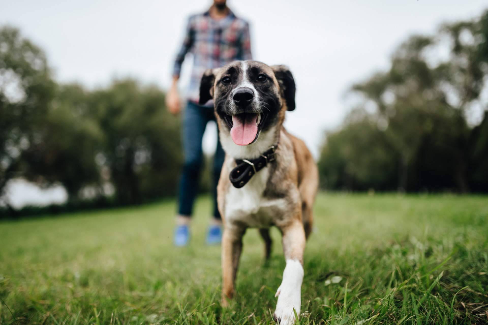 La Central del Cachorro, buscador de tiendas de mascotas para adoptar animales