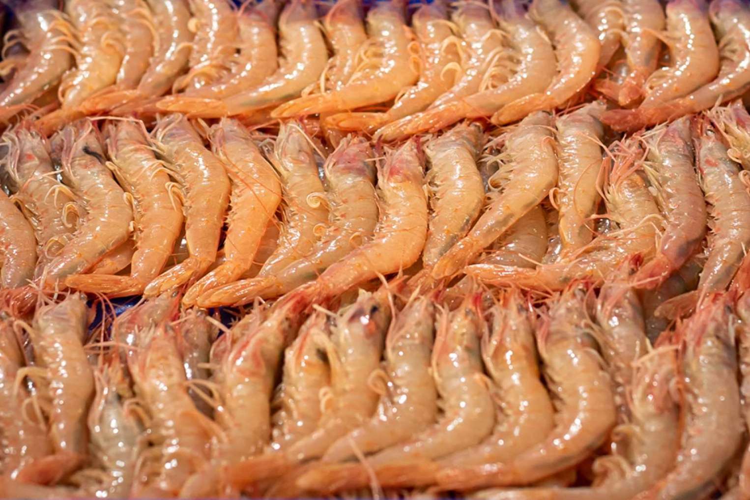 Lonja de Ayamonte indica qué diferencia a la gamba blanca de Huelva