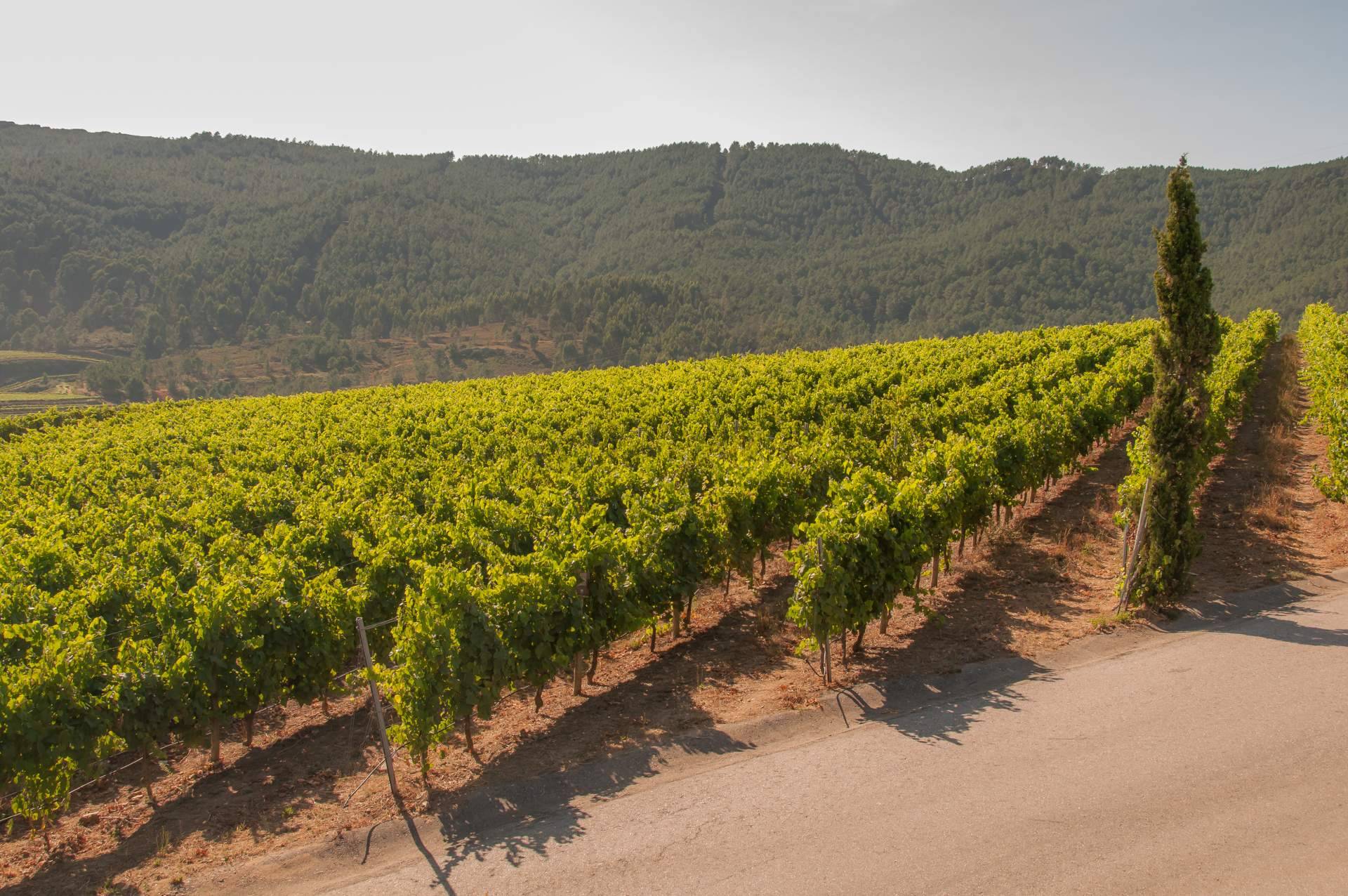 Algunos de los vinos y bodegas de D.O Rías Baixas que no se encuentran en un supermercado