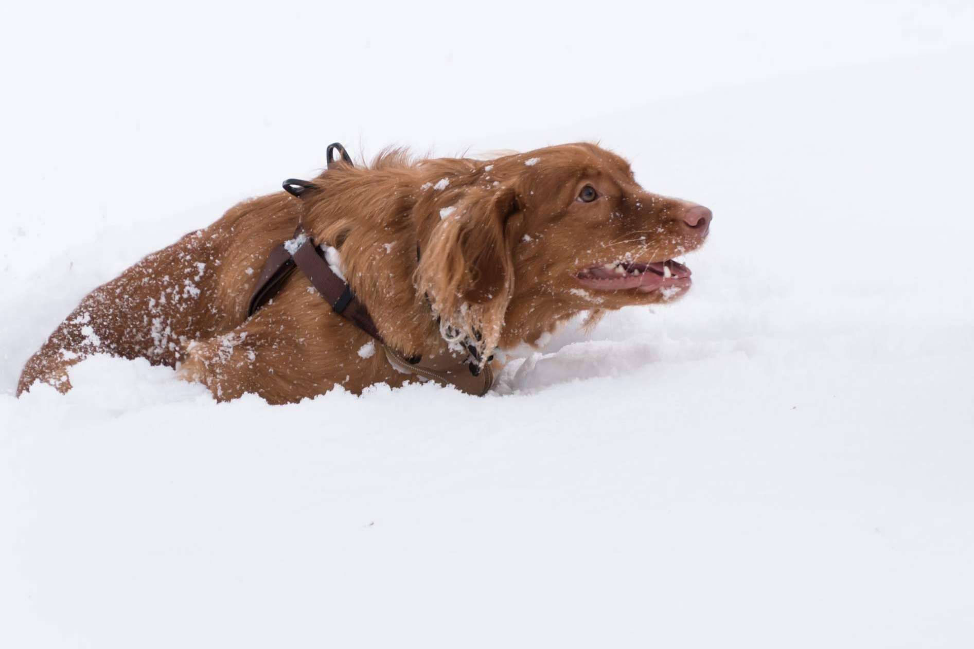 Cuáles son los cuidados necesarios de los perros de cara al invierno, por LovePets