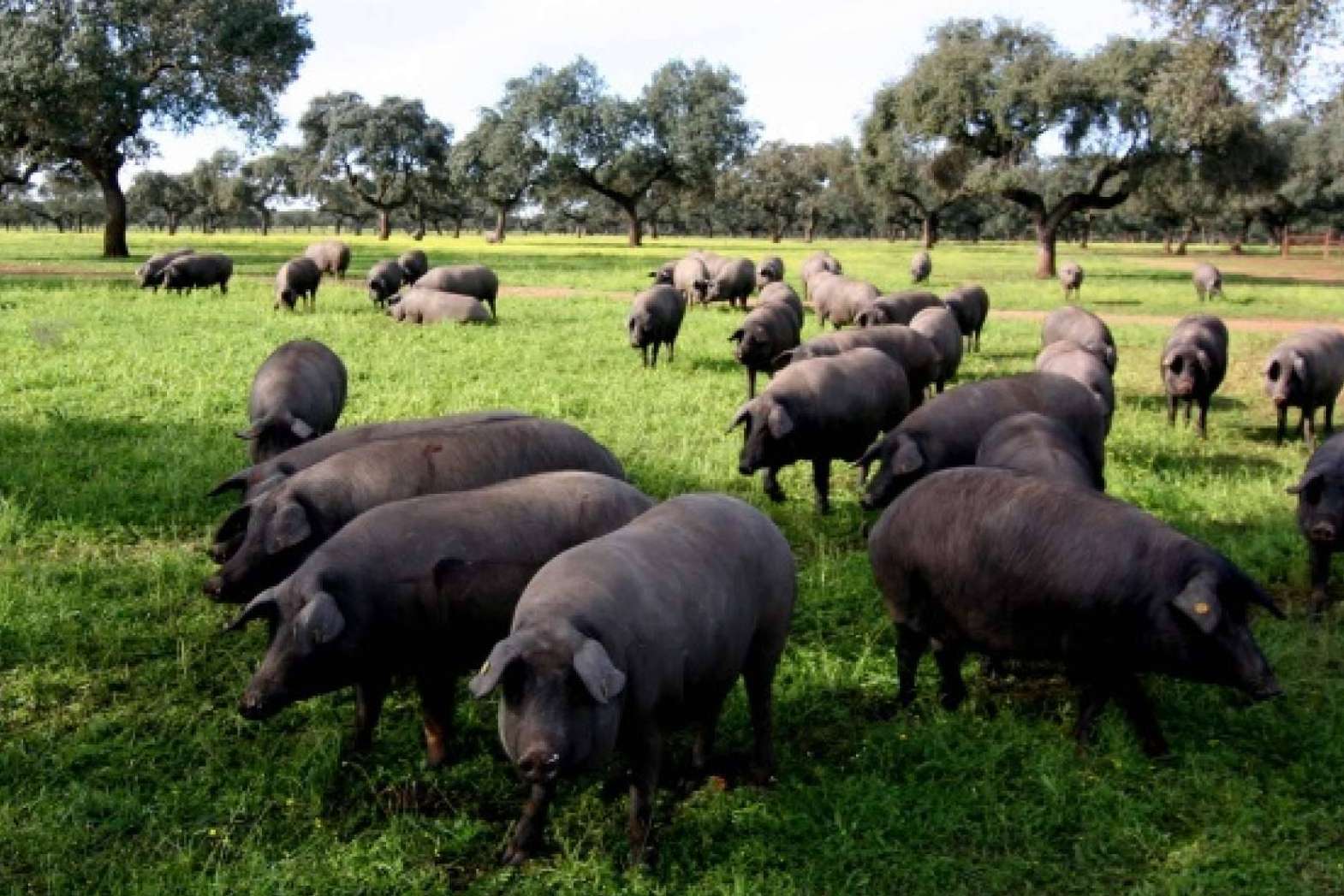 ¿Por qué es tan caro el jamón de bellota?, con País de Quercus