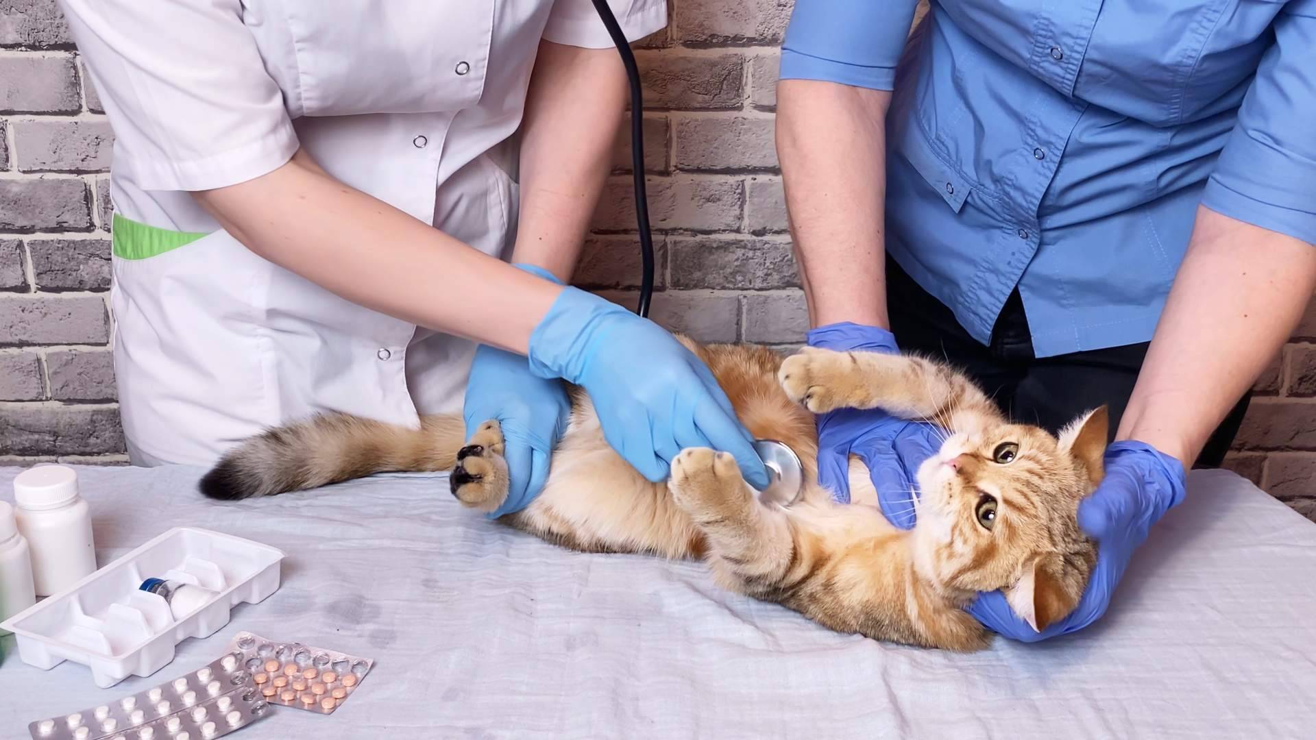 ¿Cómo elegir la tipología de curso de auxiliar de veterinario?, por el centro VetFormación