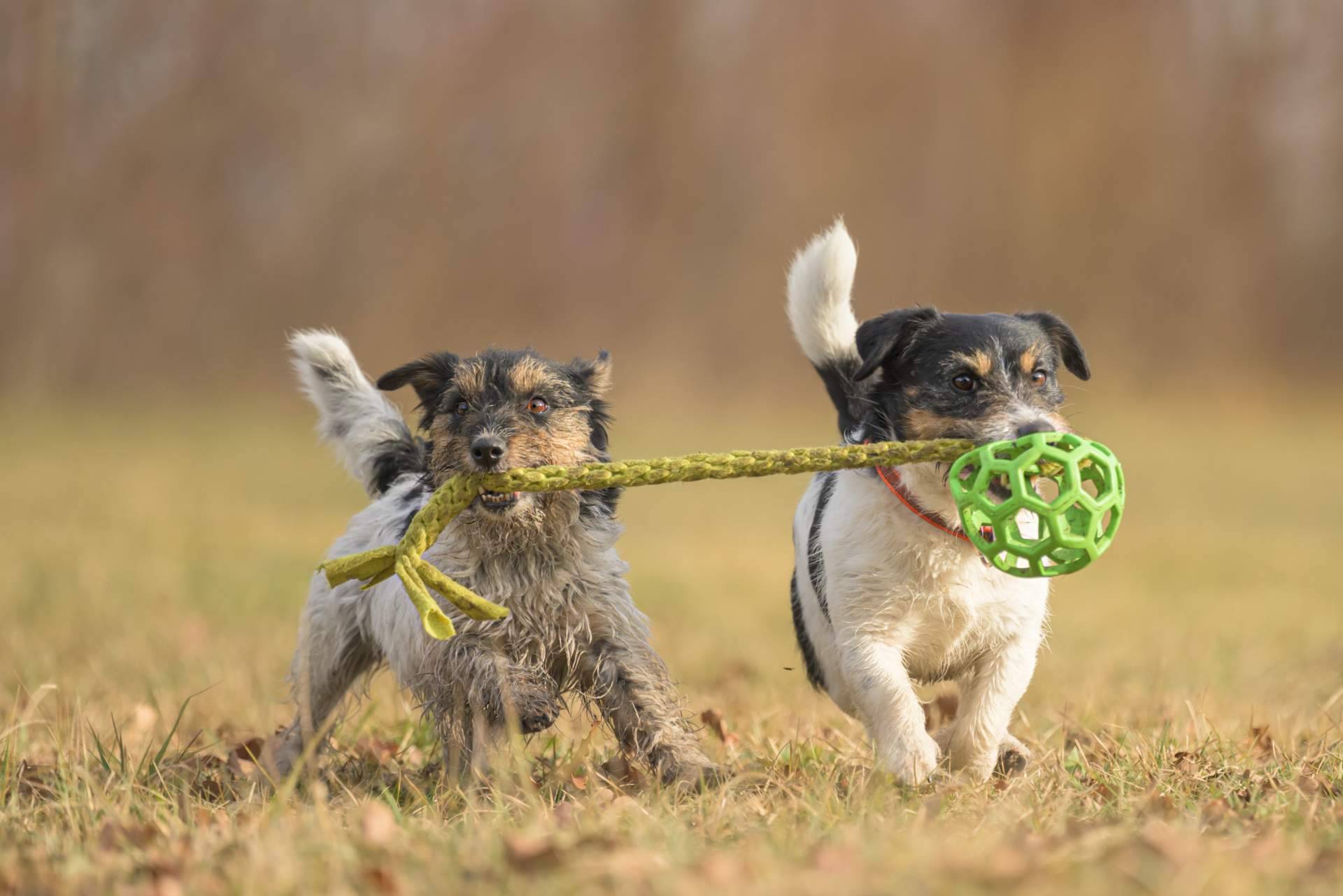 El servicio de adiestramiento para cachorros de Cachorros del Valle