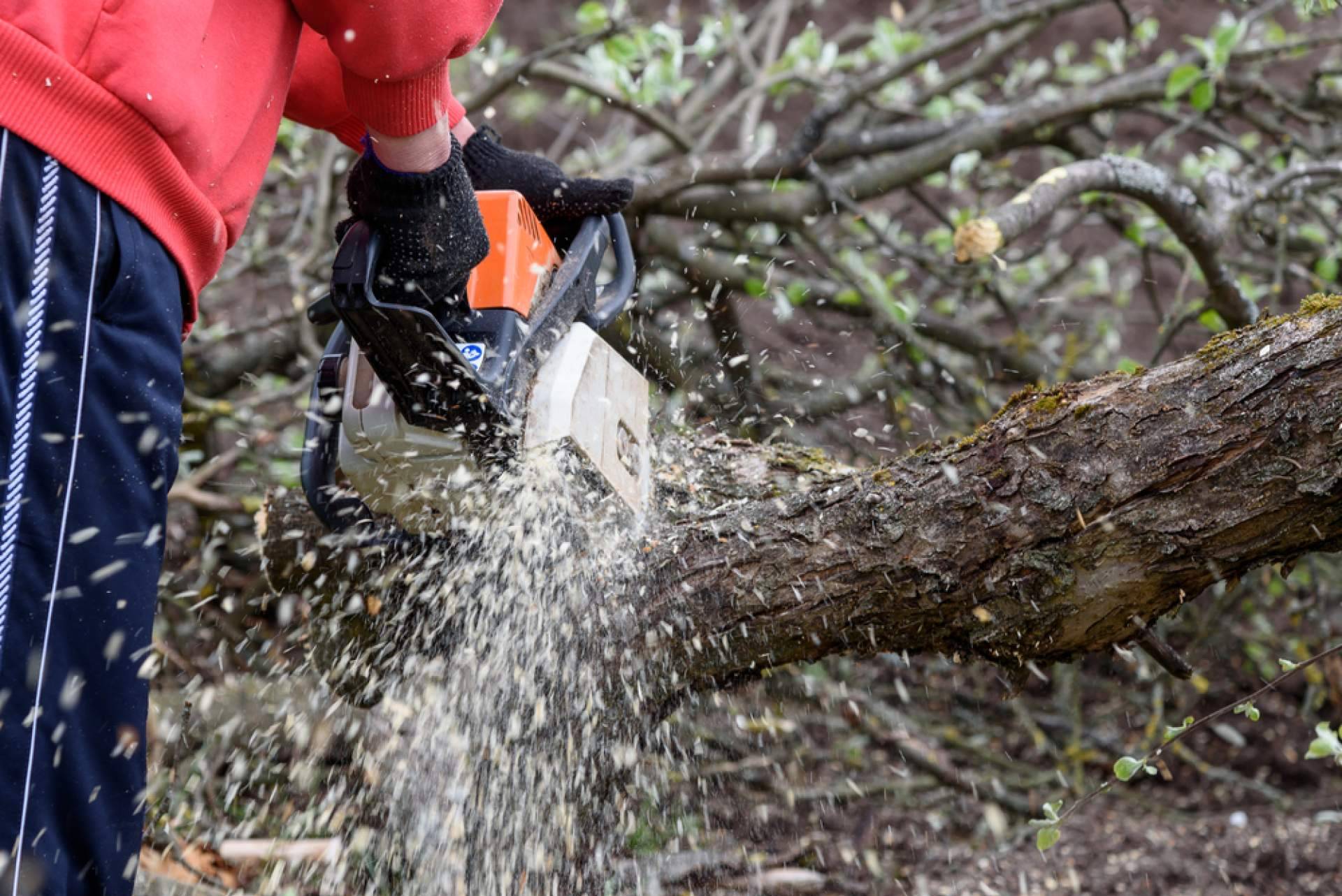 Tala de árboles, poda de palmeras y mantenimiento de jardines, con Podarama