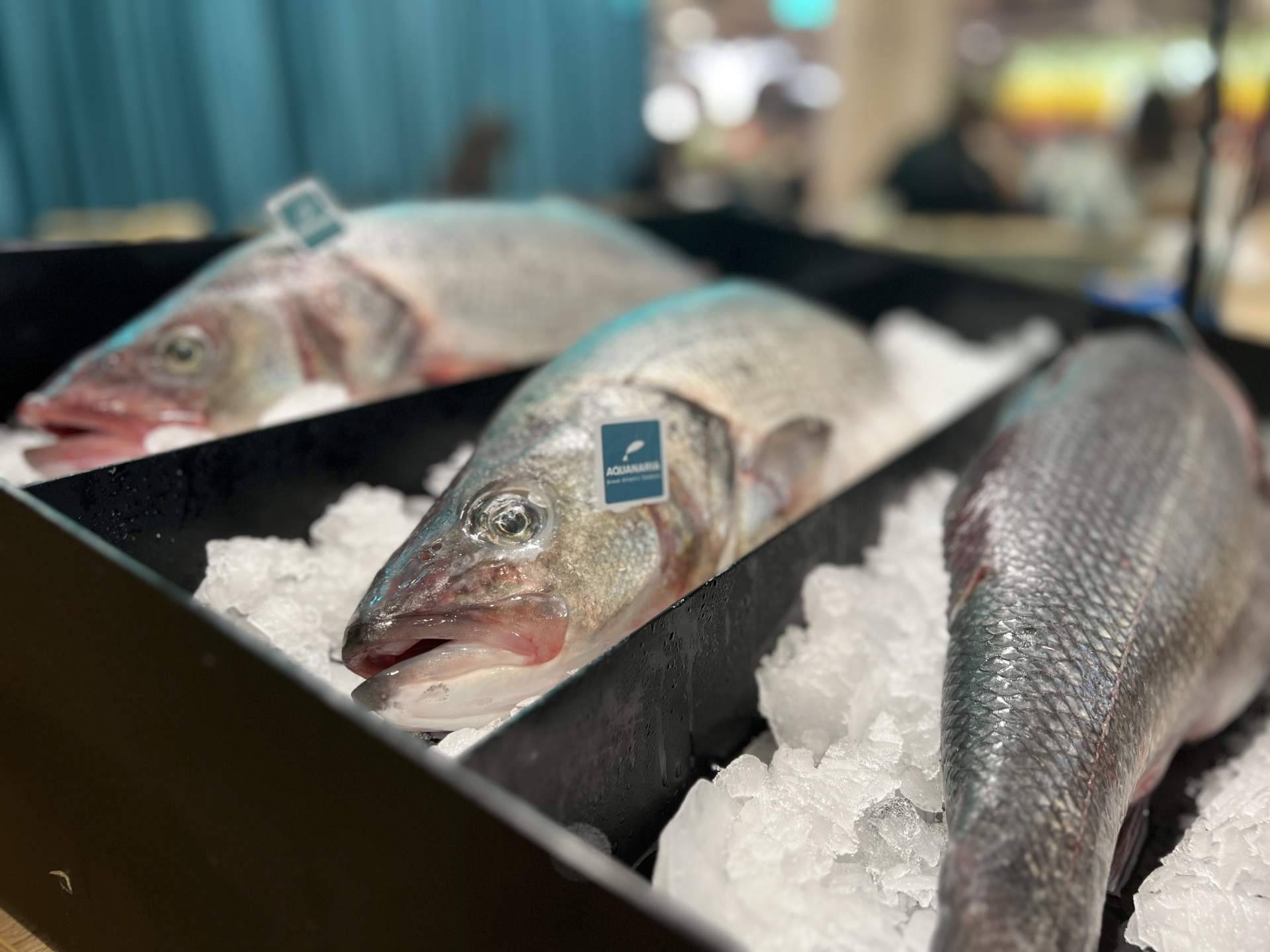 Aquanaria en Madrid fusión alimentos de España 2023