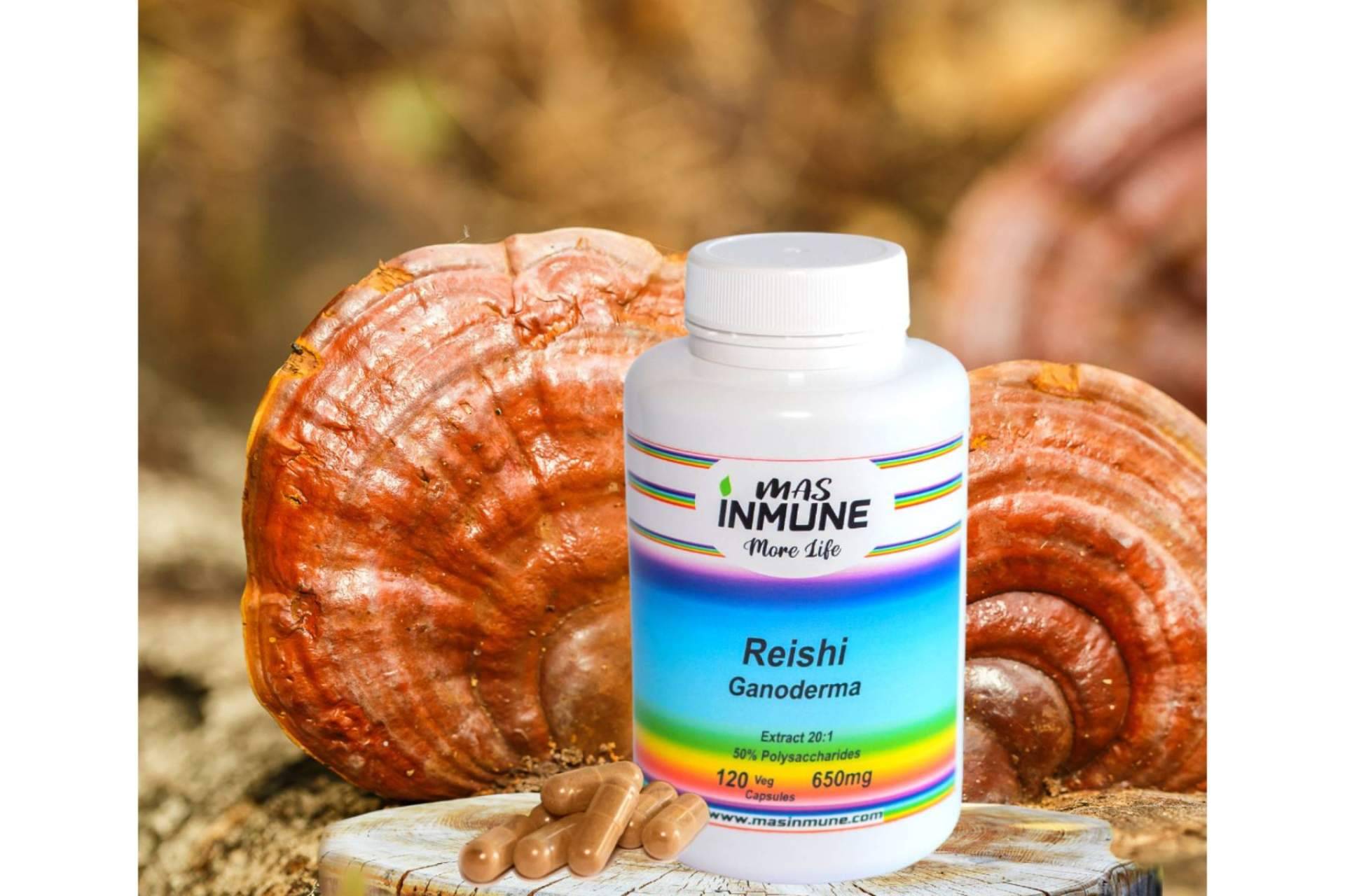 La firma Masinmune produce uno de los mejores Reishi Ganoderma de Europa