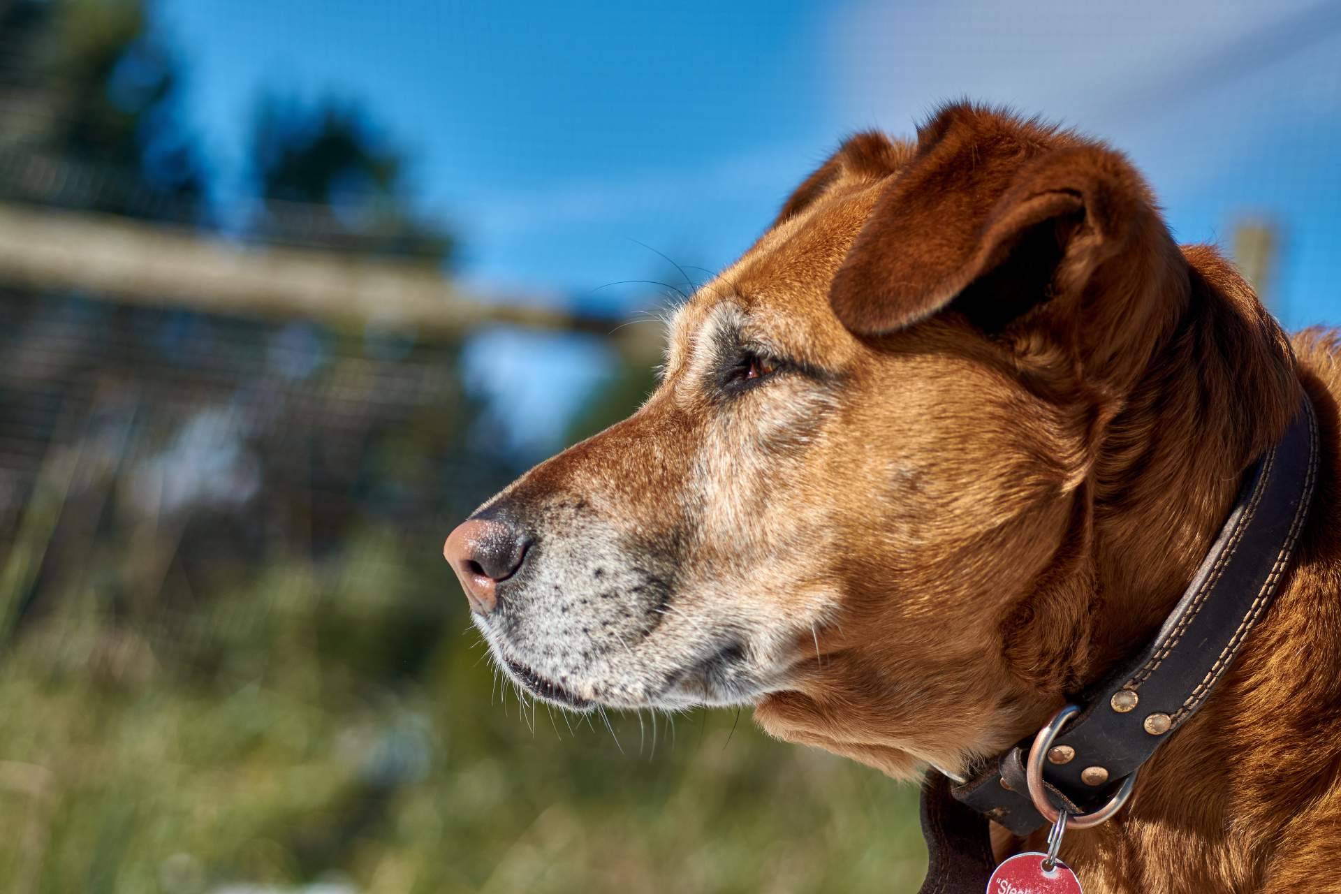 La relevancia de adoptar en refugio de animales