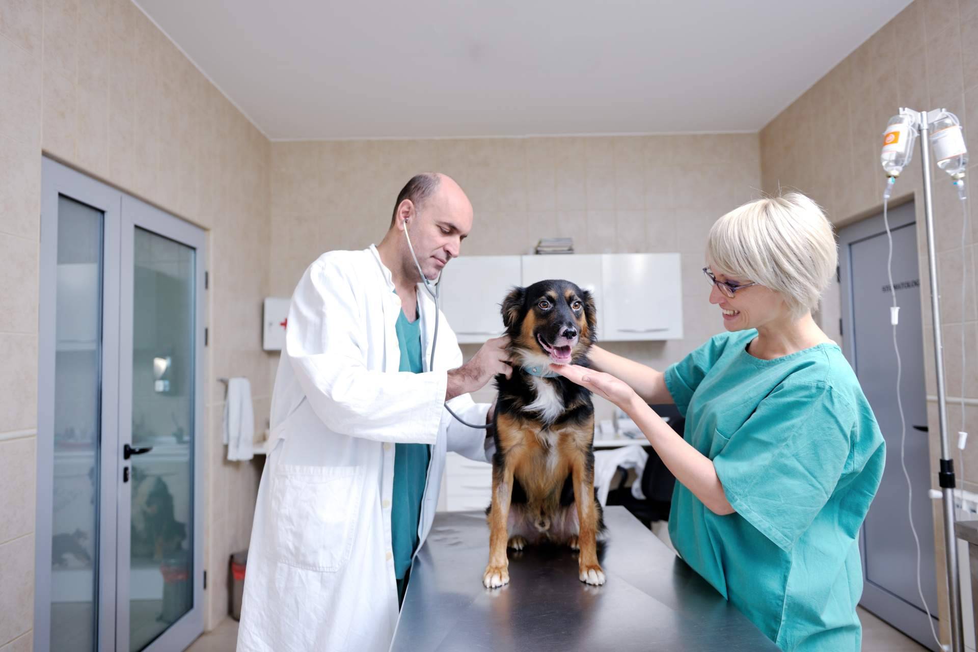 El tiempo que dura un curso de auxiliar de veterinaria