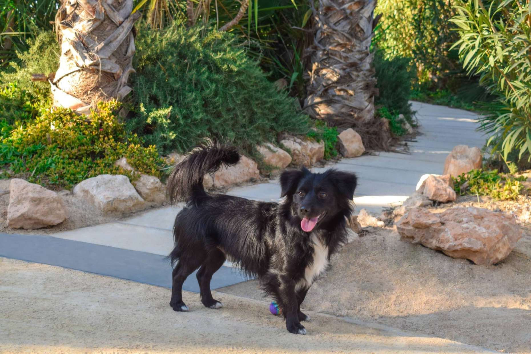 Vacaciones pet friendly con Alannia Resorts