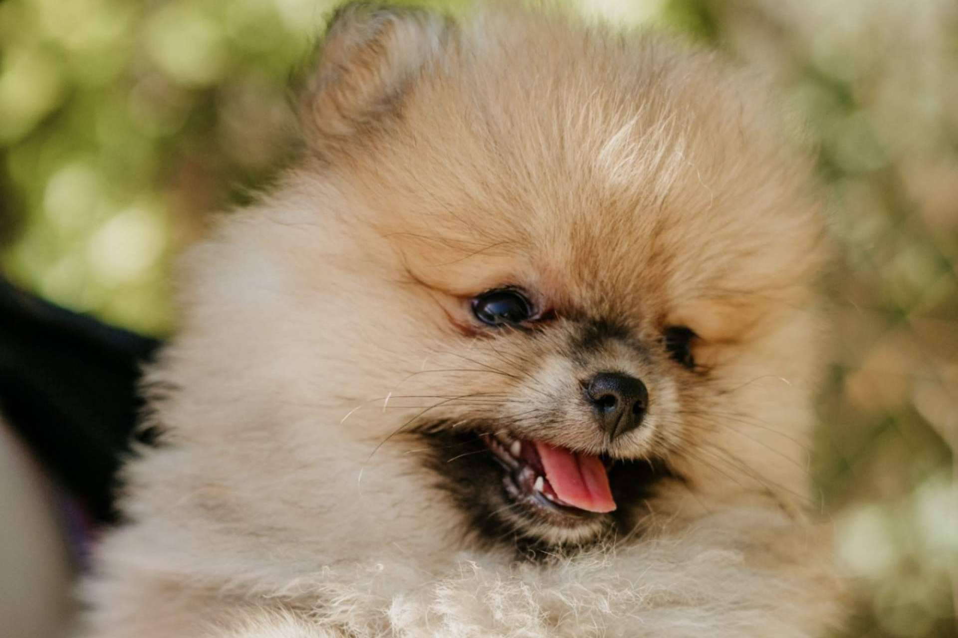 Los Luceros de Vandalia, un criadero de perros pequeños que destaca por su amor por los animales