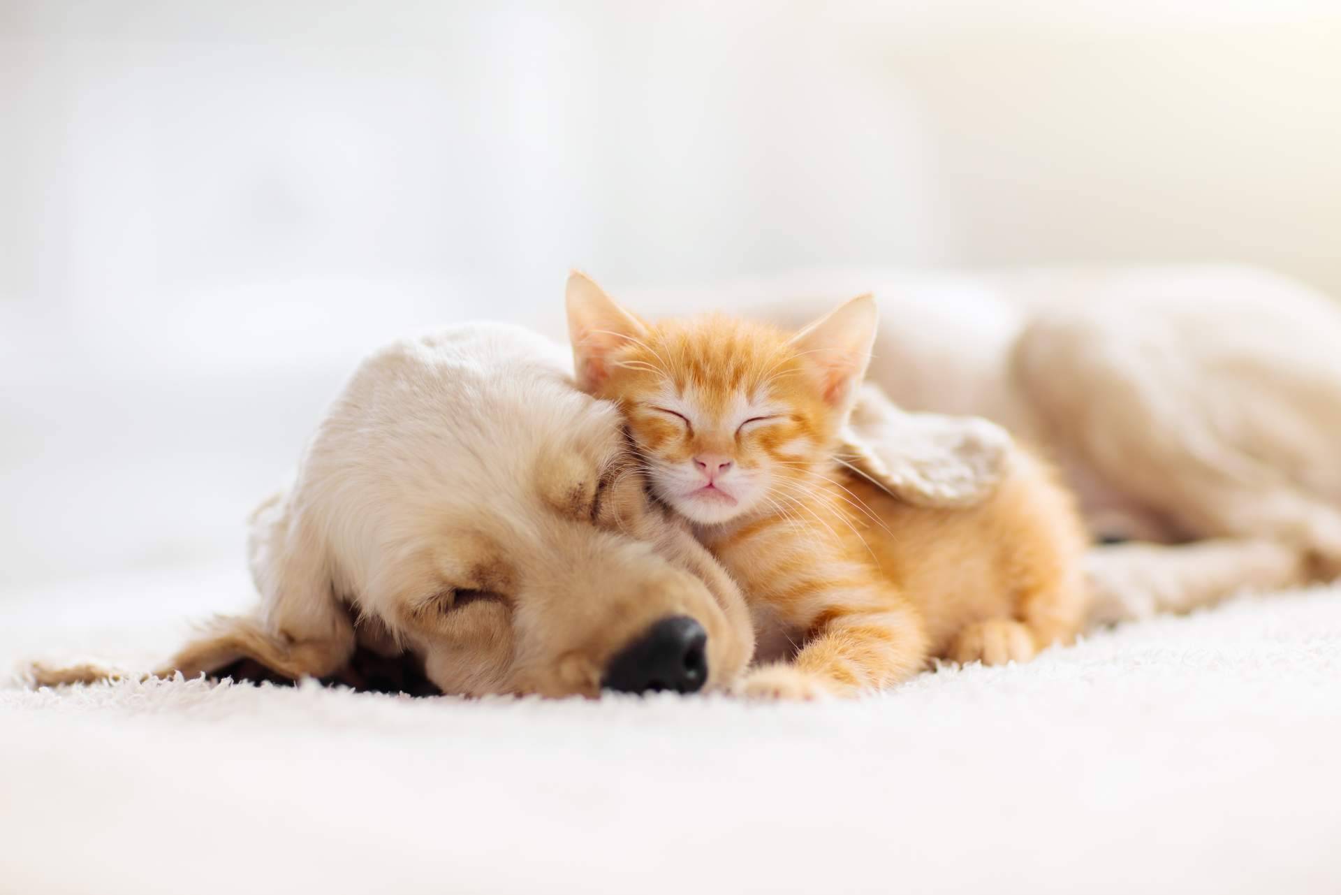 El e-commerce transparente, justo y honesto para perros y gatos (y sus dueños) es ParaPerrosyGatos