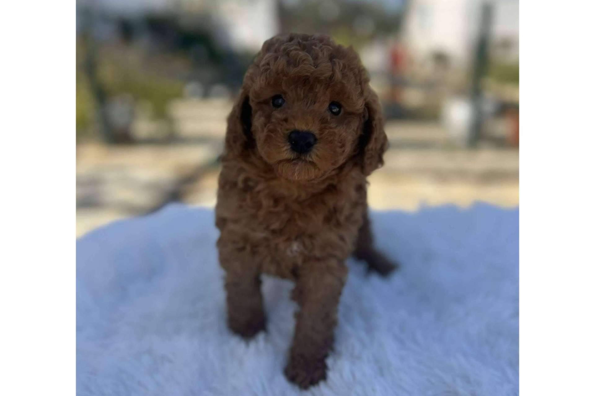 Perros caniches toy en Los Luceros de Vandalia