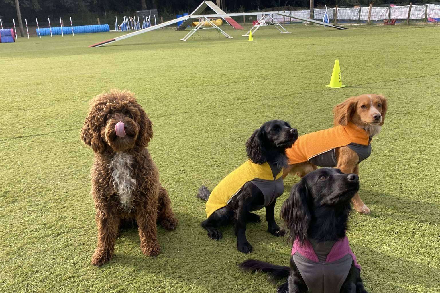 Nuevo curso de educación canina los sábados a partir del 11 de marzo, de la mano de l'Almozara Can Bosc