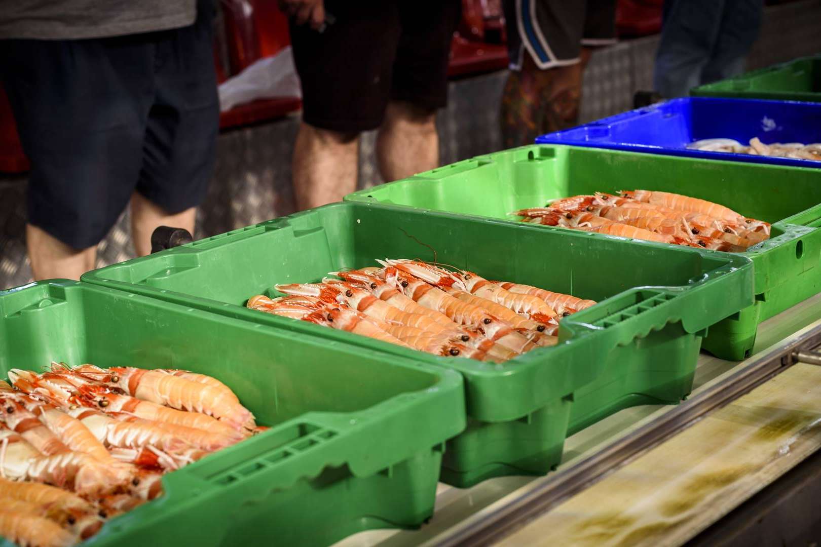 Venta de pescados y mariscos frescos con Lonja de Ayamonte
