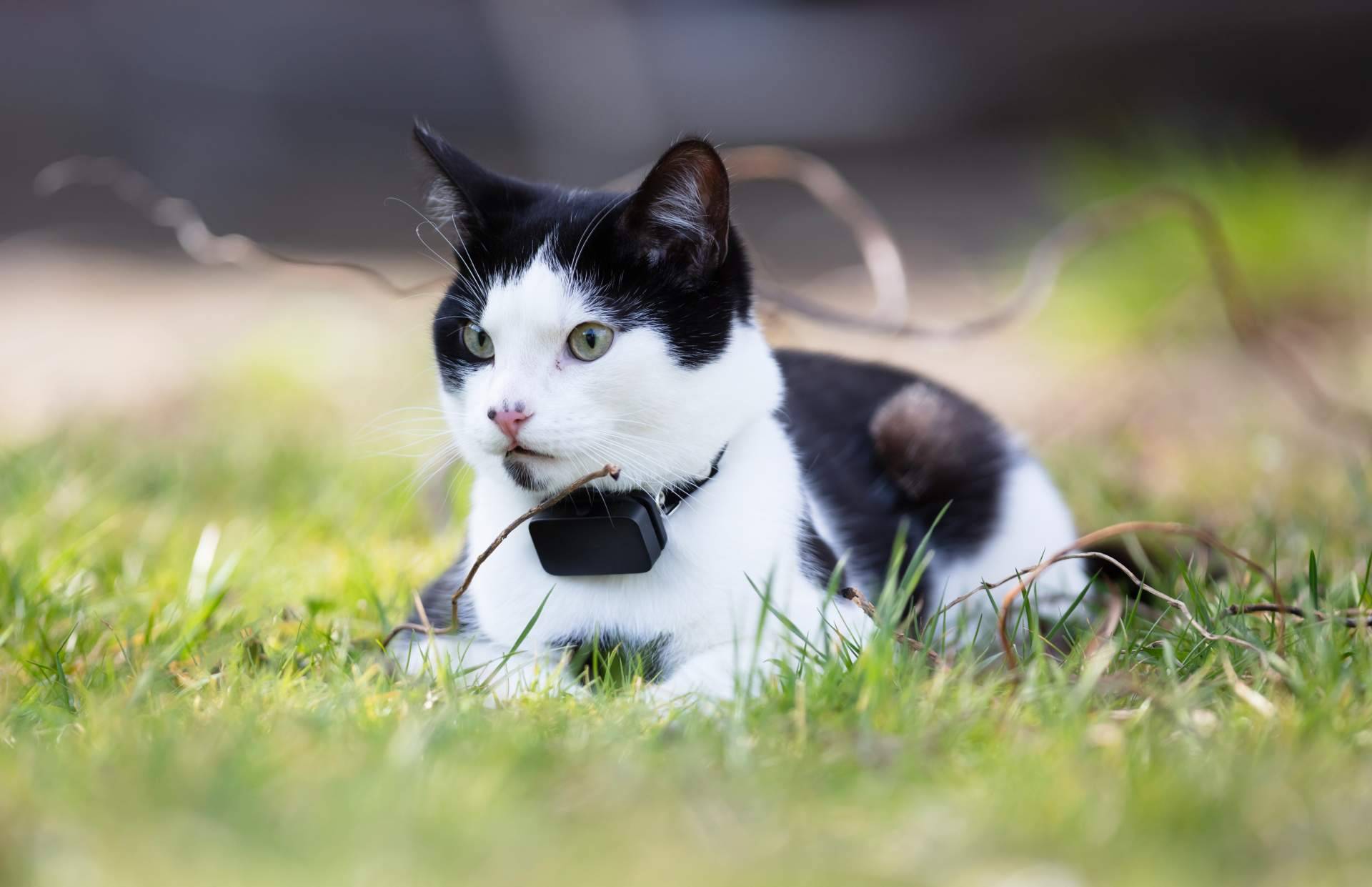 ¿Cómo encontrar, gracias a las redes sociales, a animales de compañía perdidos?, con MascotaPerdida112.com