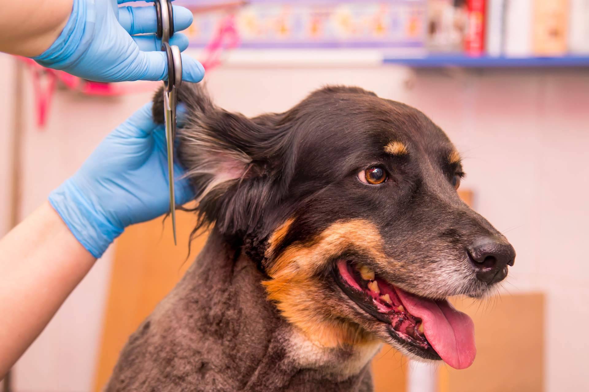 La importancia de los cuidados estéticos para las mascotas, por Perrukings