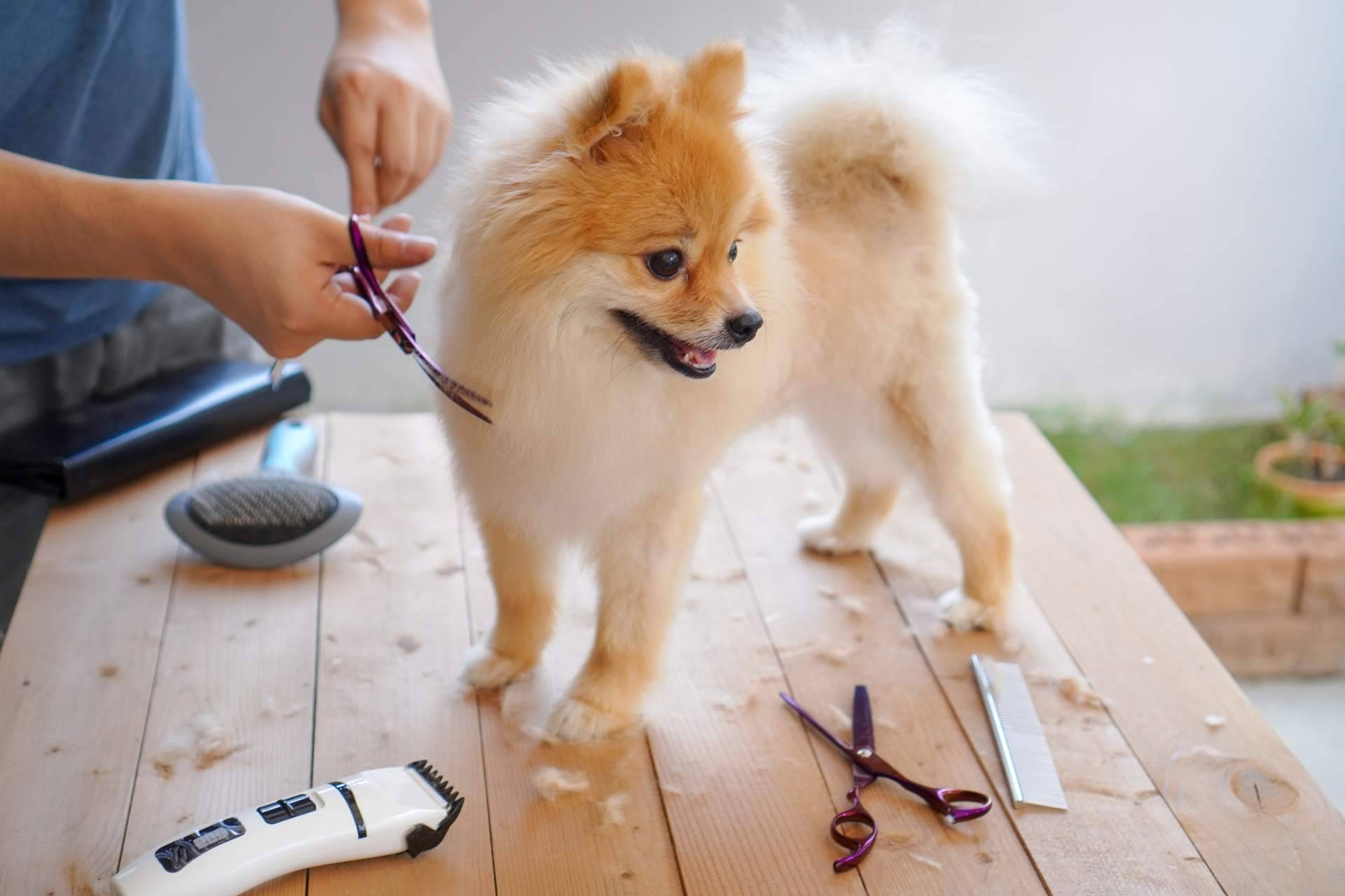 ¿Cuáles son las ventajas de contratar los servicios de una peluquería canina?, con Perrukings