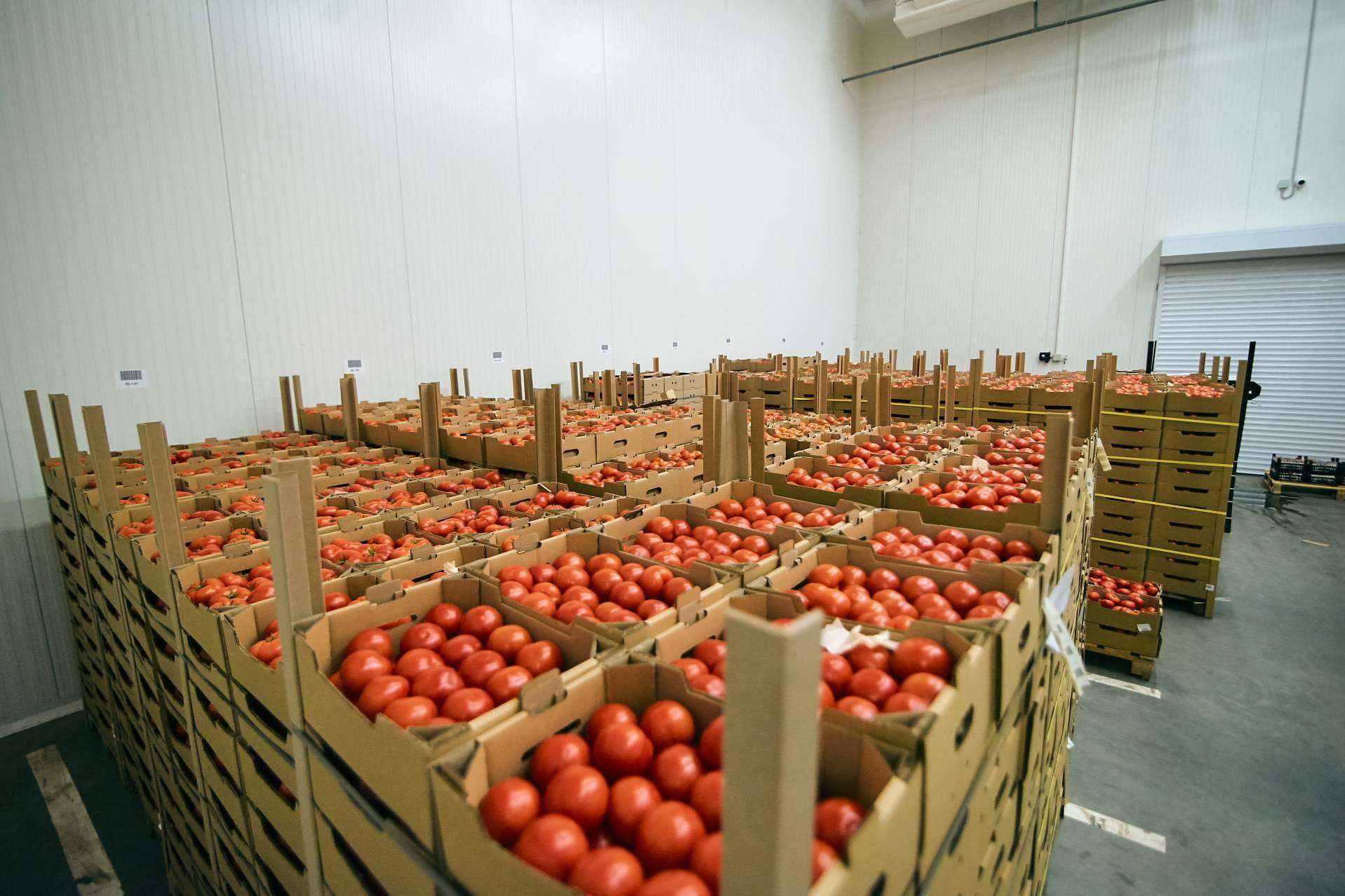 Software ERP frutas y hortalizas