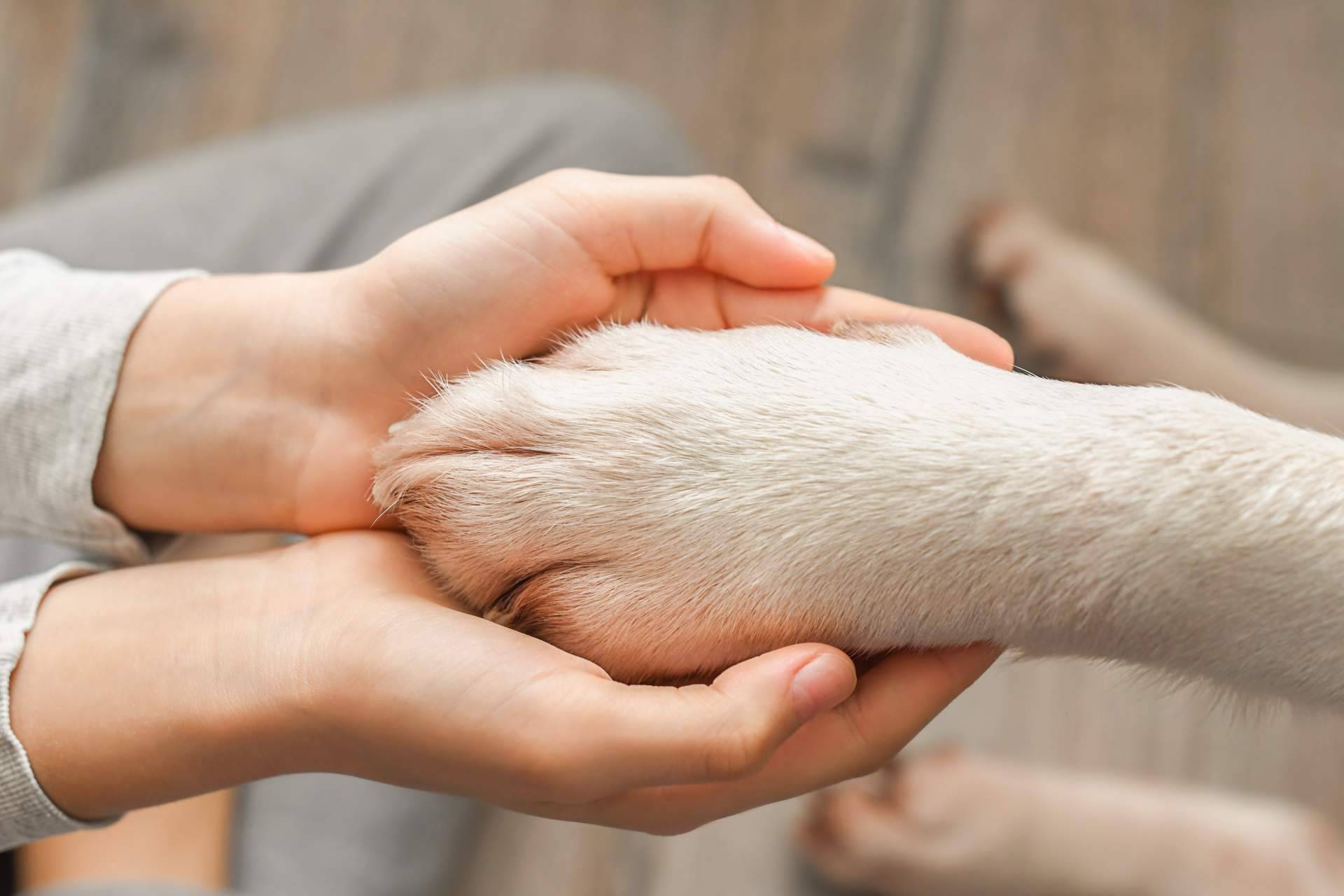 Programa de formación en primeros auxilios para mascotas