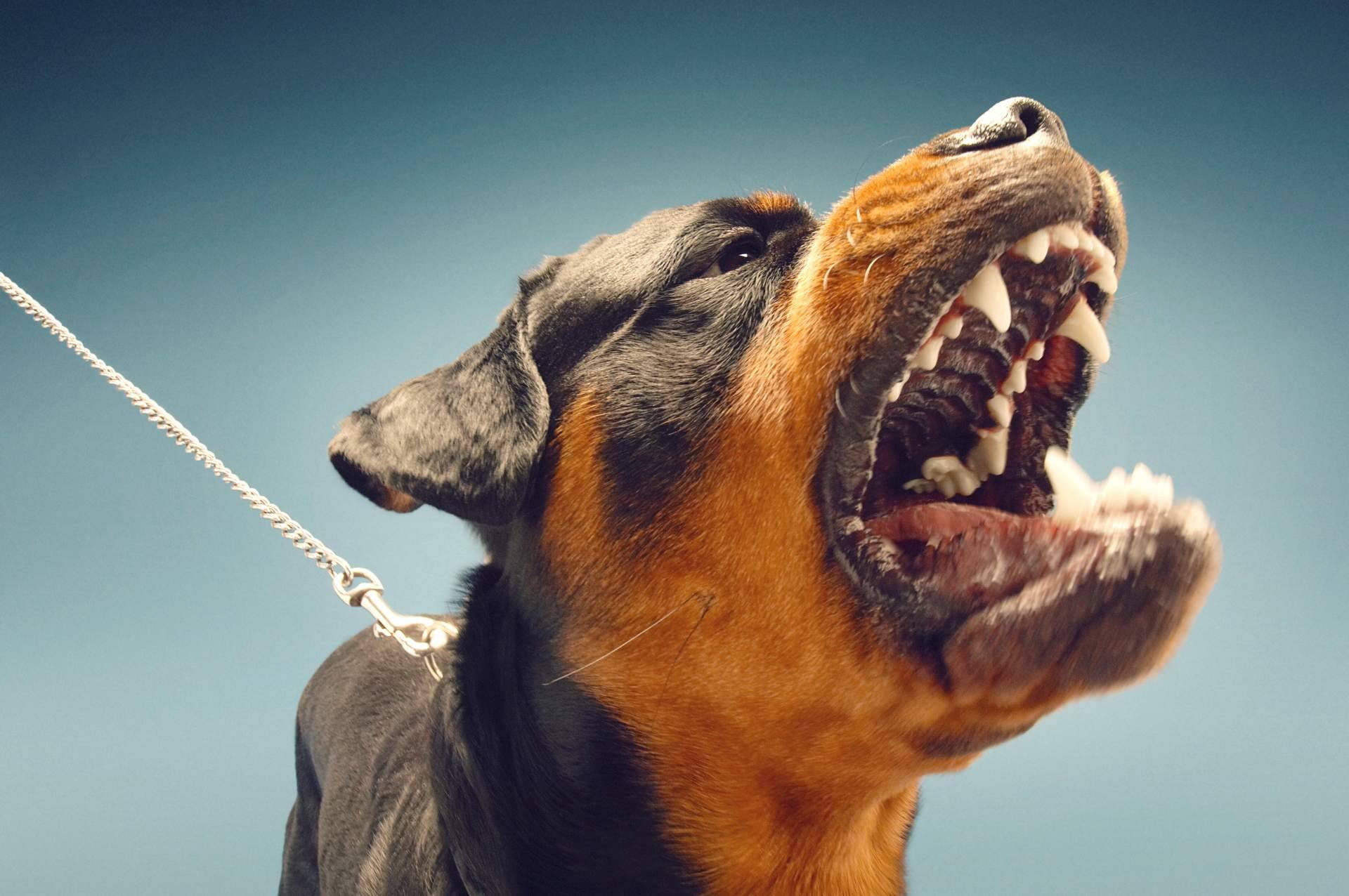 Obtener la licencia de tenencia de animales peligrosos, con el reconocimiento médico/psicotécnico que realiza Centro Médico Bravo