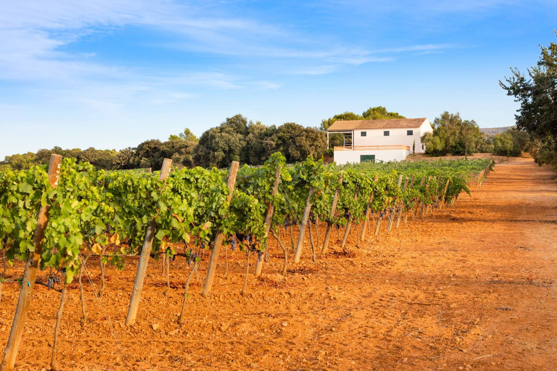 Cómo acertar al alquilar una casa de campo rural (agroturismo) en Mallorca