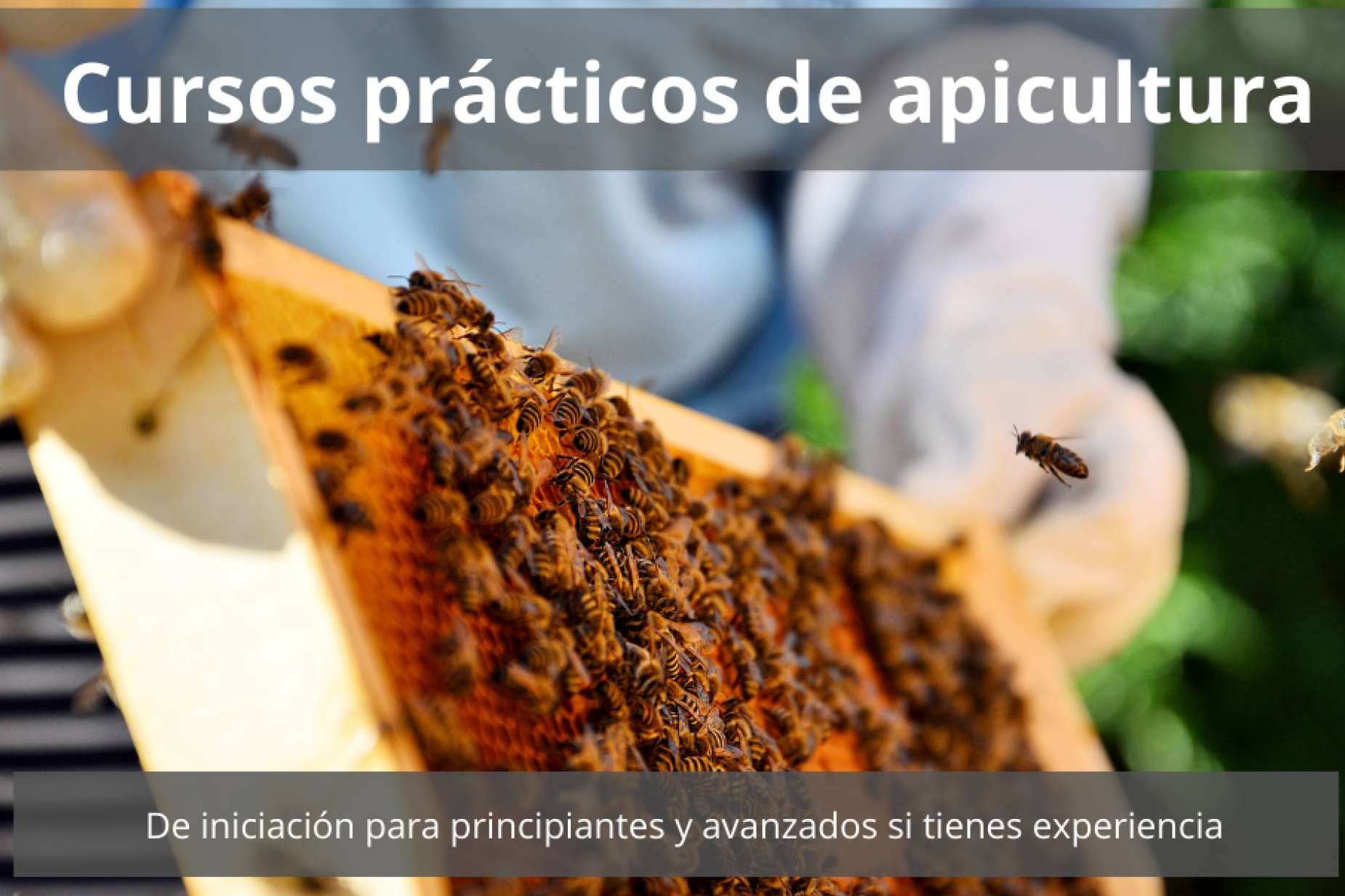 La apicultura como hobby y nueva posibilidad de negocio