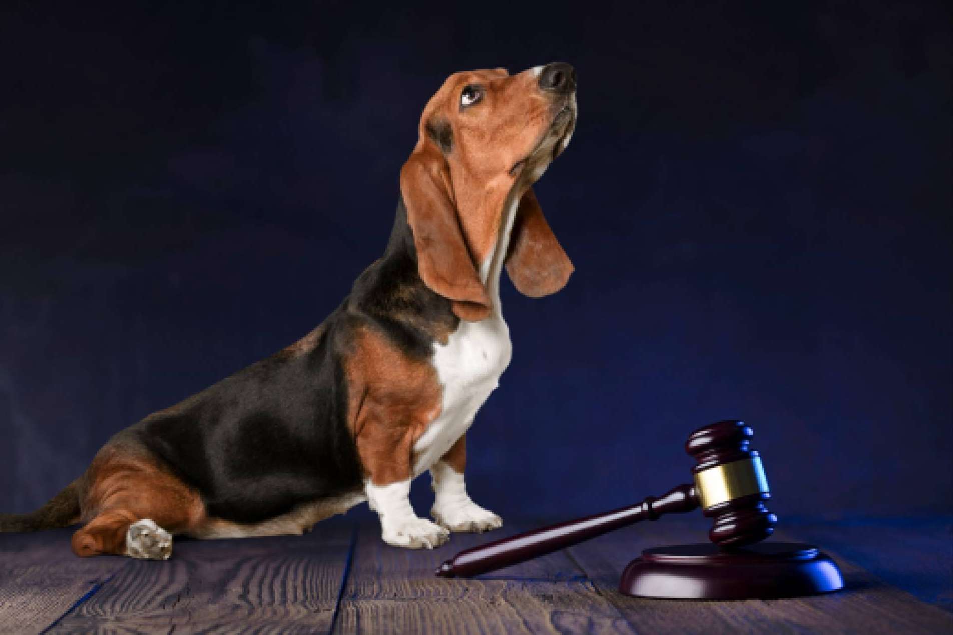 Aboganimal, abogados animalistas especializados en el maltrato animal