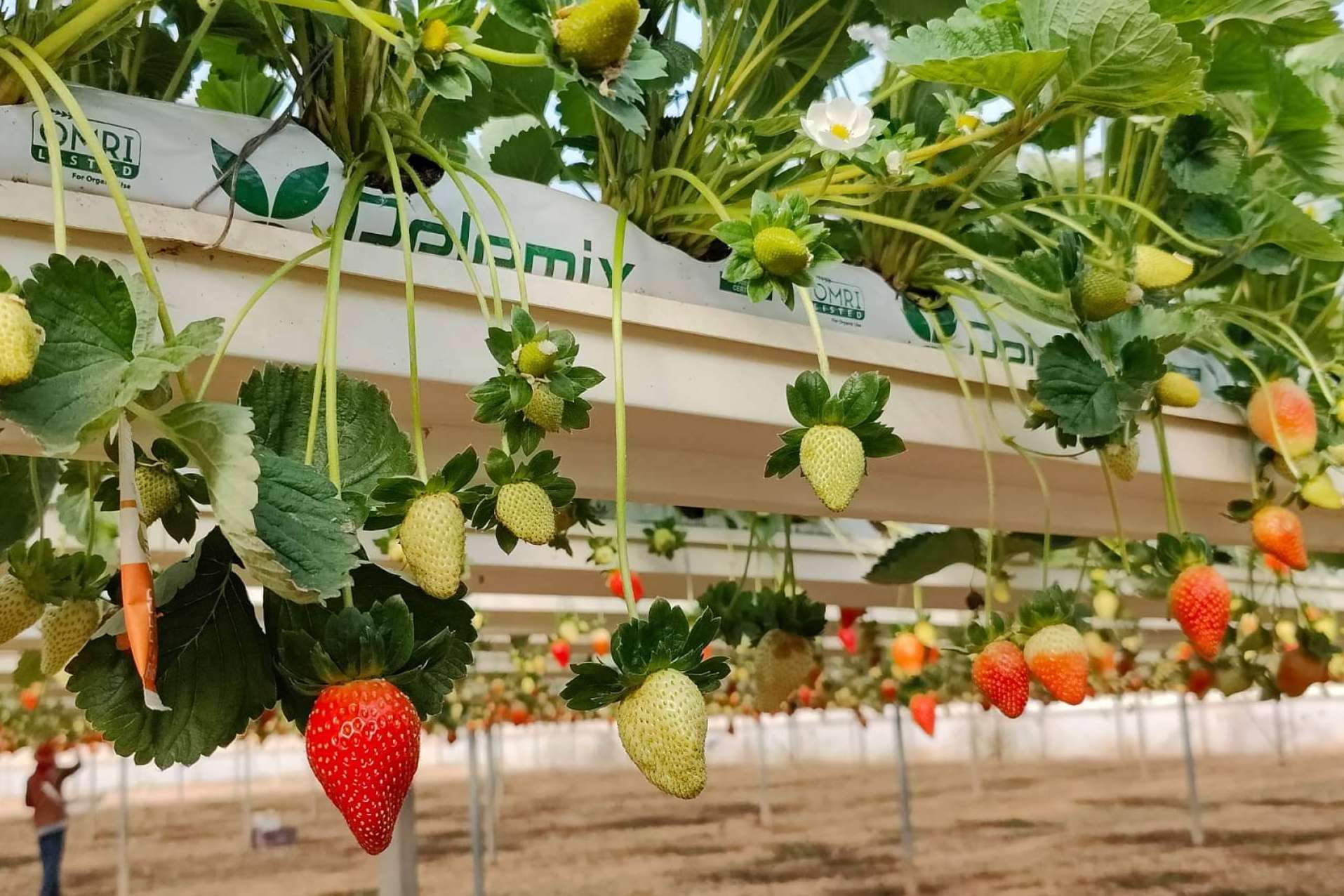 La fibra de coco para cultivos es la especialidad de Pelemix