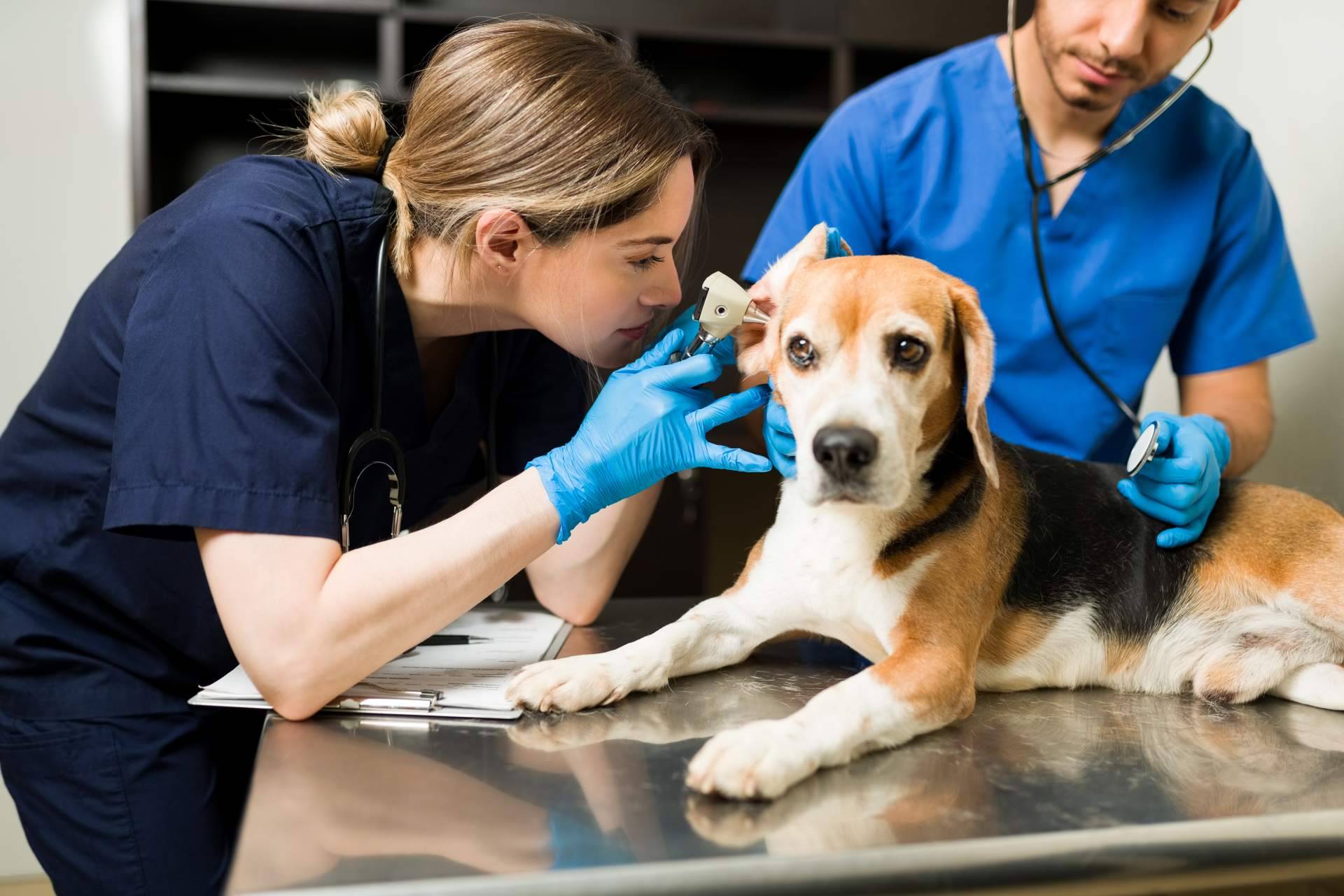 El buscador pet friendly con veterinarios de ADOPTA, la solución perfecta para cuidar de la mascota