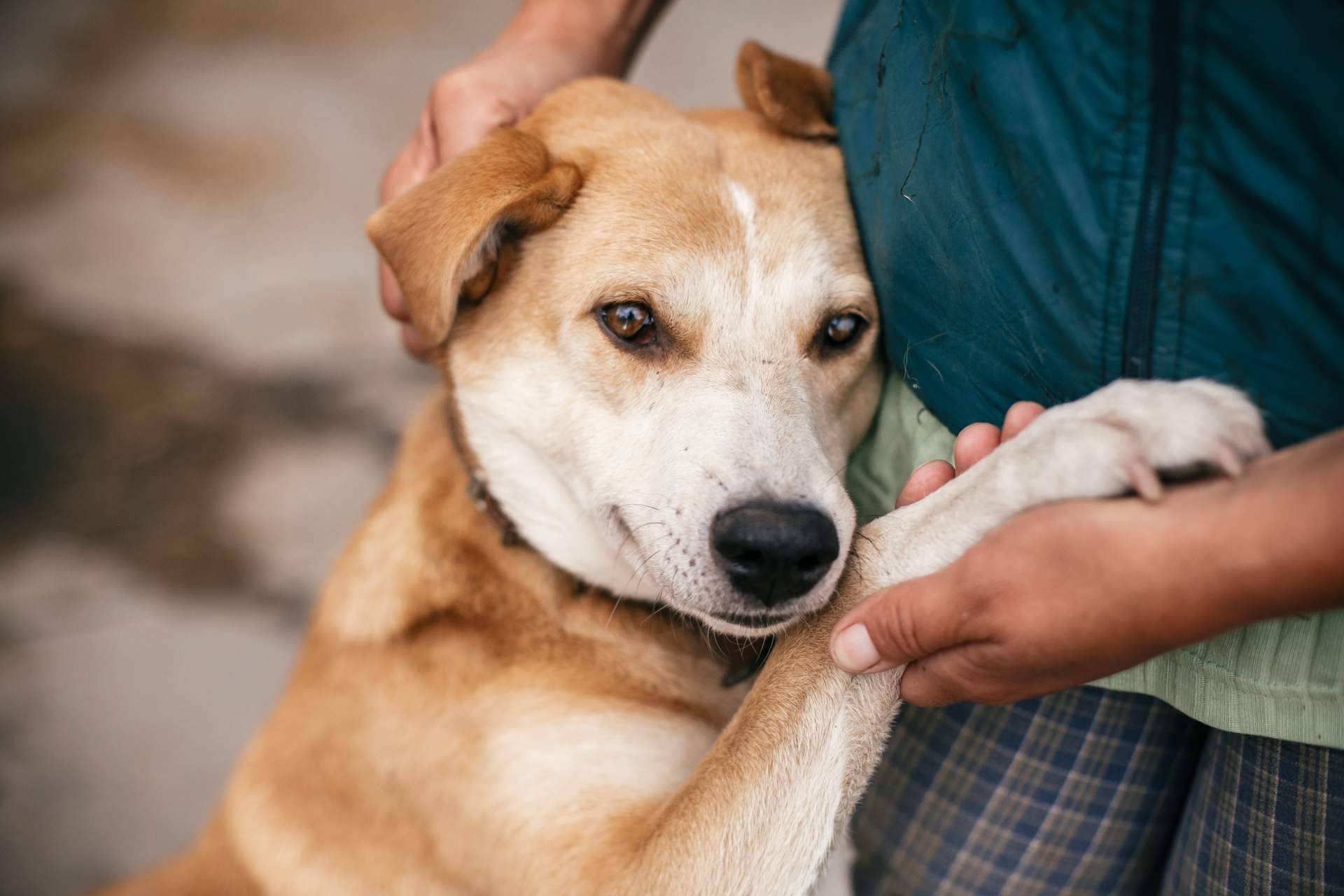 ¡La clave para encontrar el compañero peludo perfecto!, el buscador de perros y gatos en adopción de ADOPTA