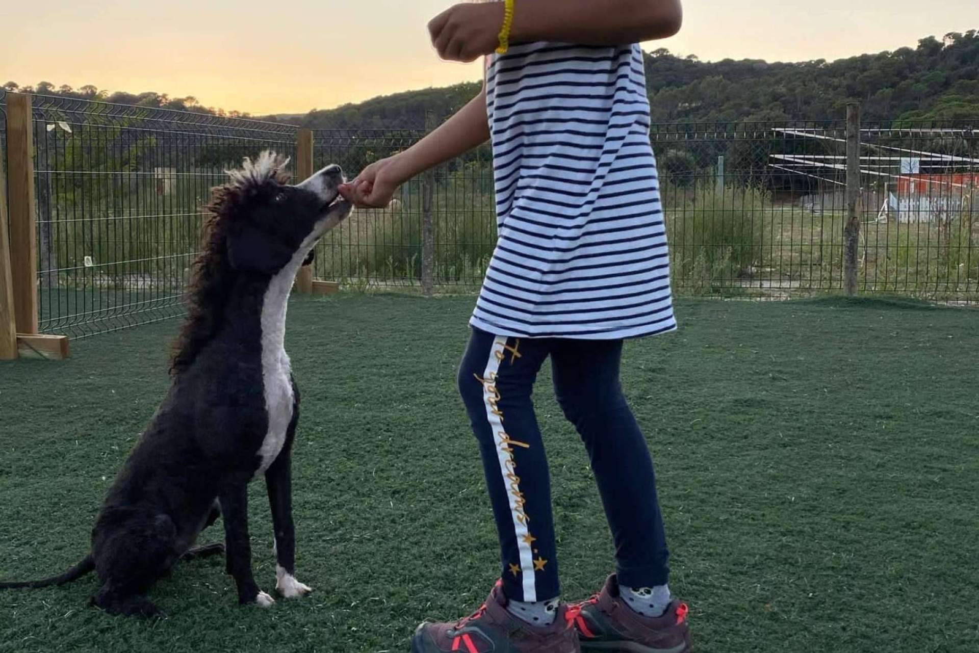 ¿Cómo educar a los cachorros?, con el centro de entrenamiento canino L’Almozara Can Bosc