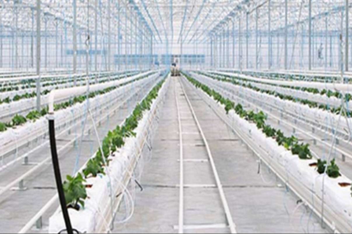 PVAI cuenta con servicios de consultoría en la puesta en marcha de campos de agricultura vertical