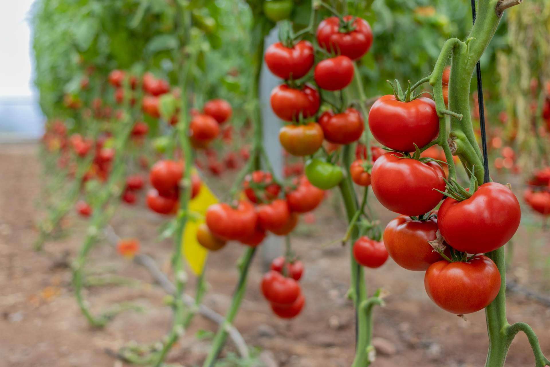 CapGen Seeds opta por variedades más sostenibles y productivas para impactar de forma positiva el medioambiente